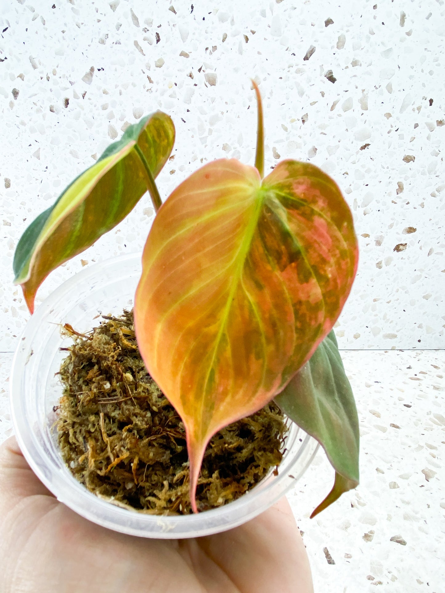 Philodendron Micans Varegated 3 leaf top cutting