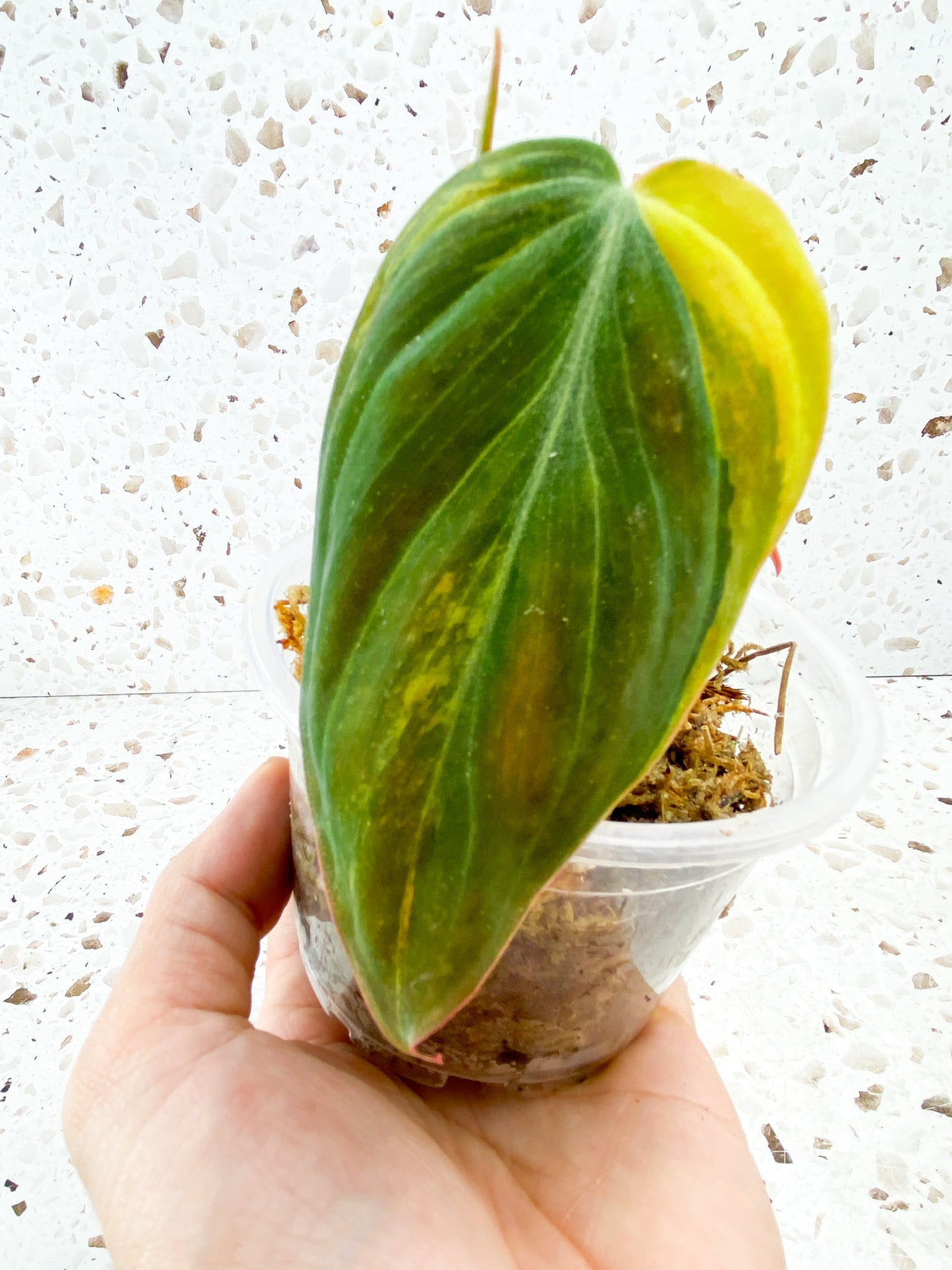 Philodendron Micans Varegated 3 leaf top cutting
