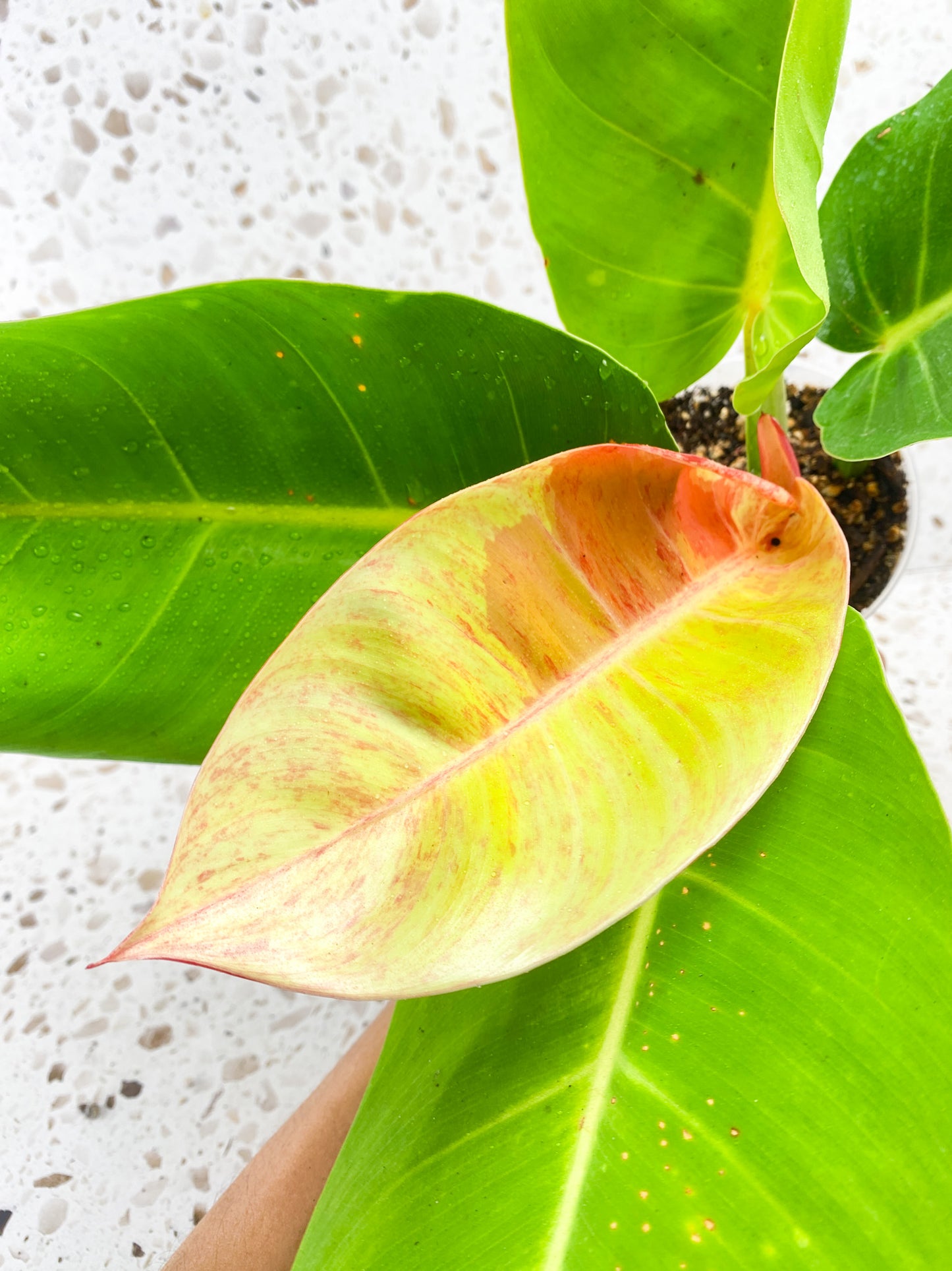 Philodendron Prince of Orange Variegated 5 leaf top cutting
