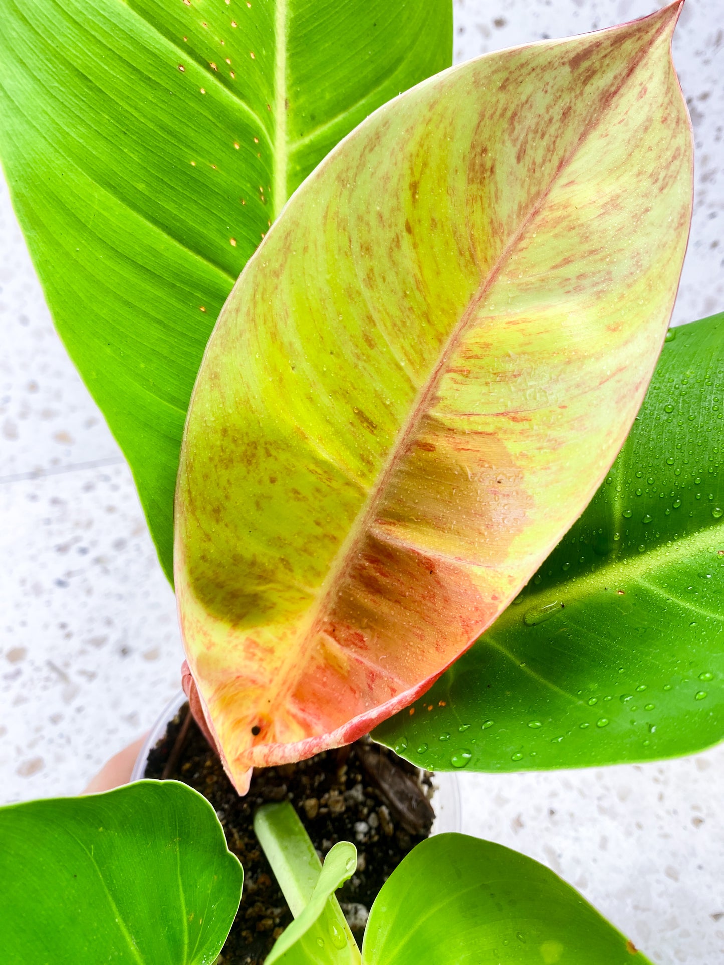 Philodendron Prince of Orange Variegated 5 leaf top cutting