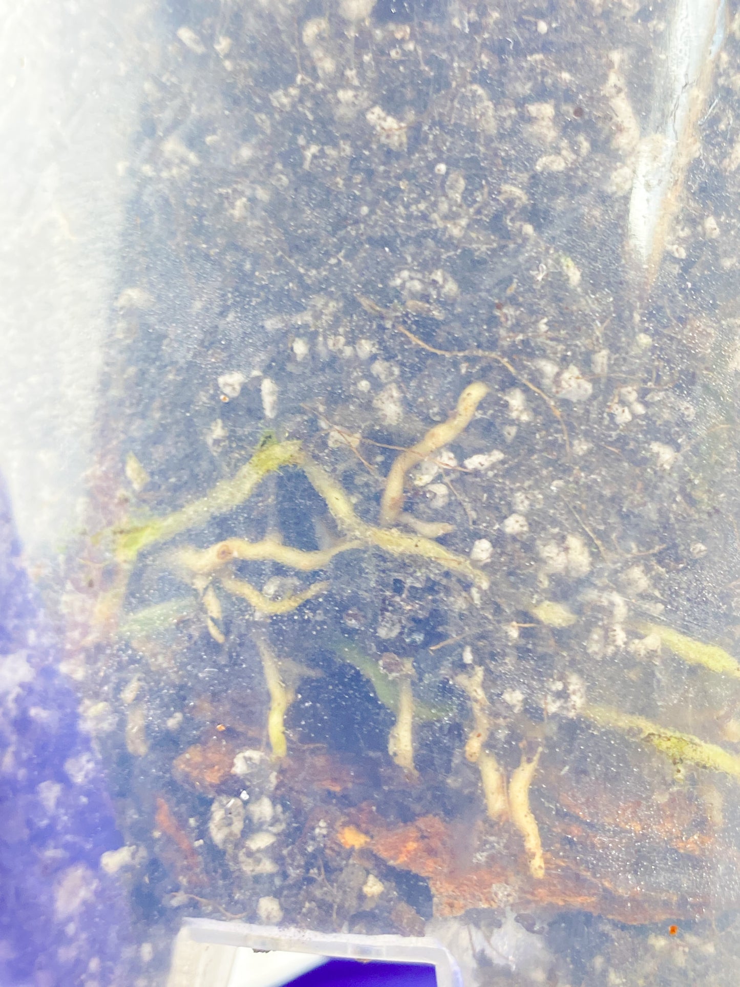 Give-away: Rhaphidophora Sp Flame 1 leaf top cutting