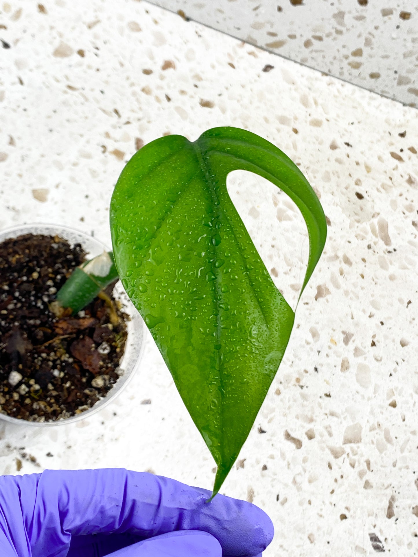 Give-away: Rhaphidophora Sp Flame 1 leaf top cutting
