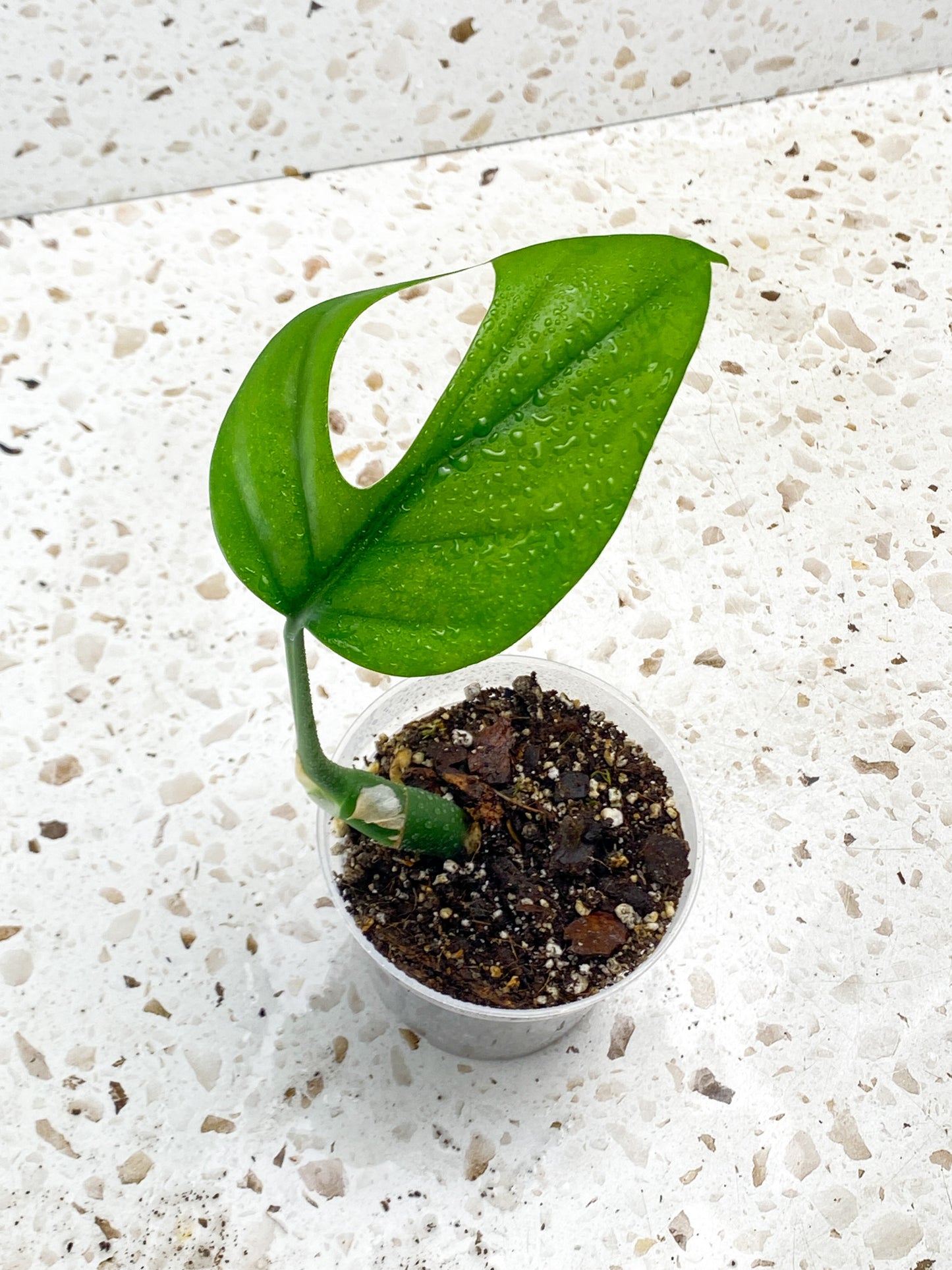 Give-away: Rhaphidophora Sp Flame 1 leaf top cutting