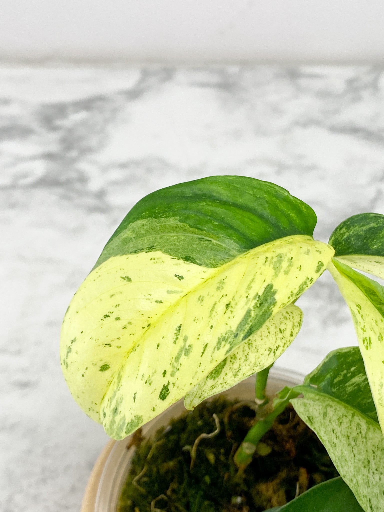Rhaphidophora Puberula Variegated