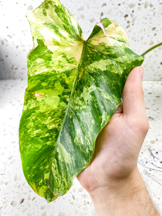 Philodendron Domesticum Variegated 2 leaves