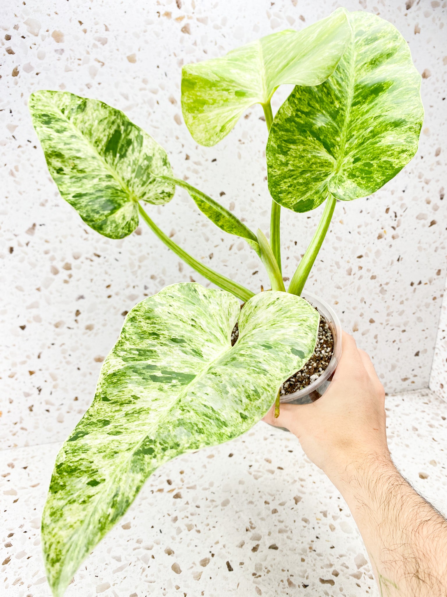 Philodendron Giganteum Blizzard 4 big leaves 1 unfurling top cutting for Derek