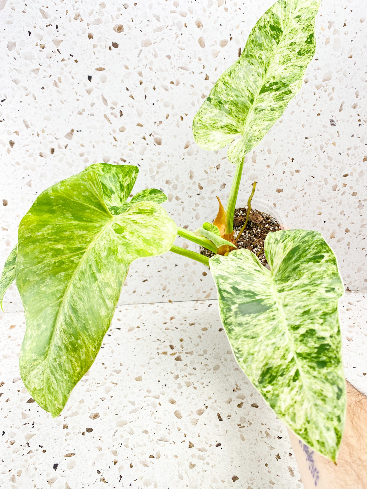 Philodendron Giganteum Blizzard 4 big leaves 1 unfurling top cutting for Derek