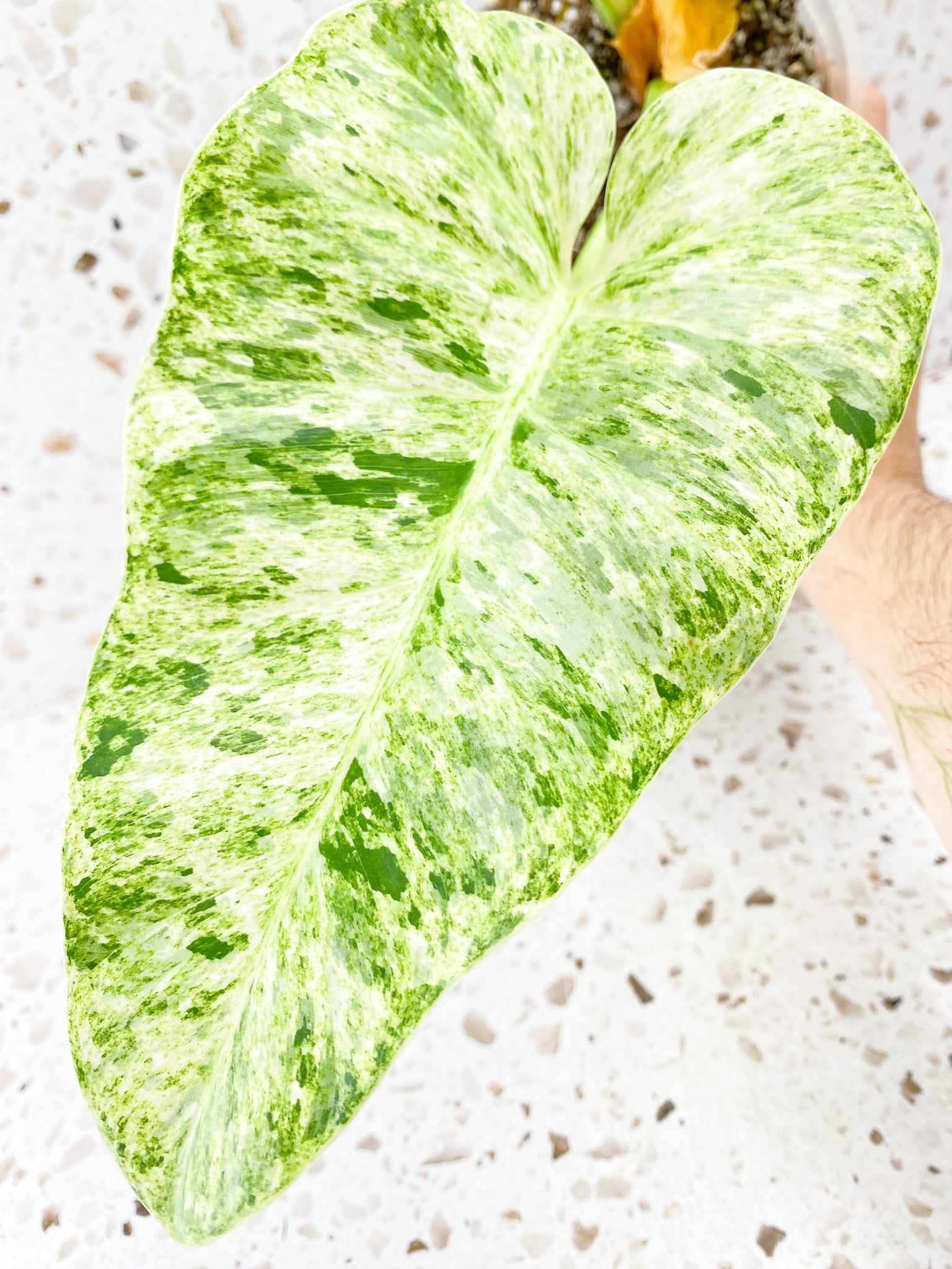 Philodendron Giganteum Blizzard 4 big leaves 1 unfurling top cutting for Derek