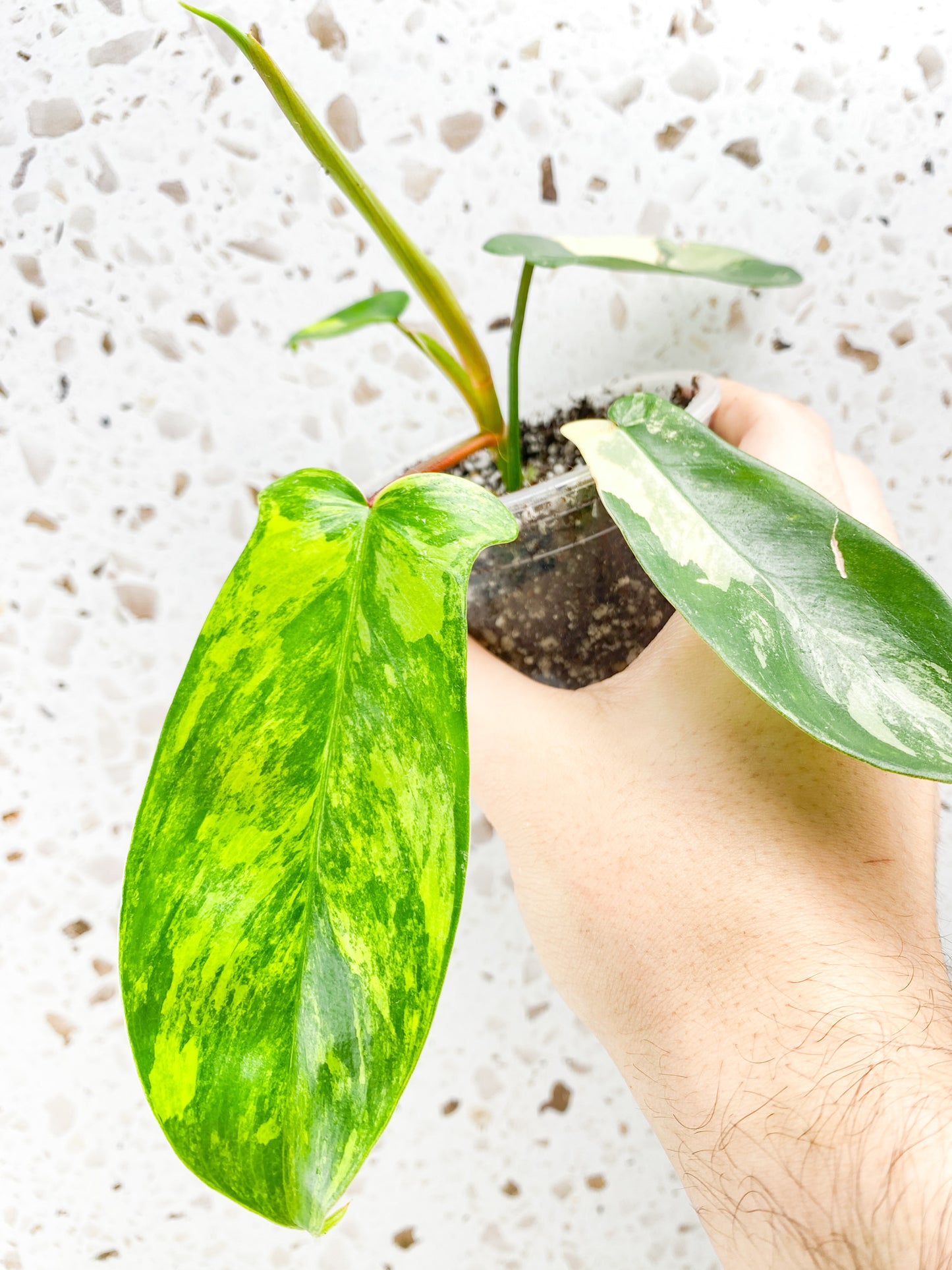 Philodendron Florida Beauty 4 leaves 1 unfurling baby plant