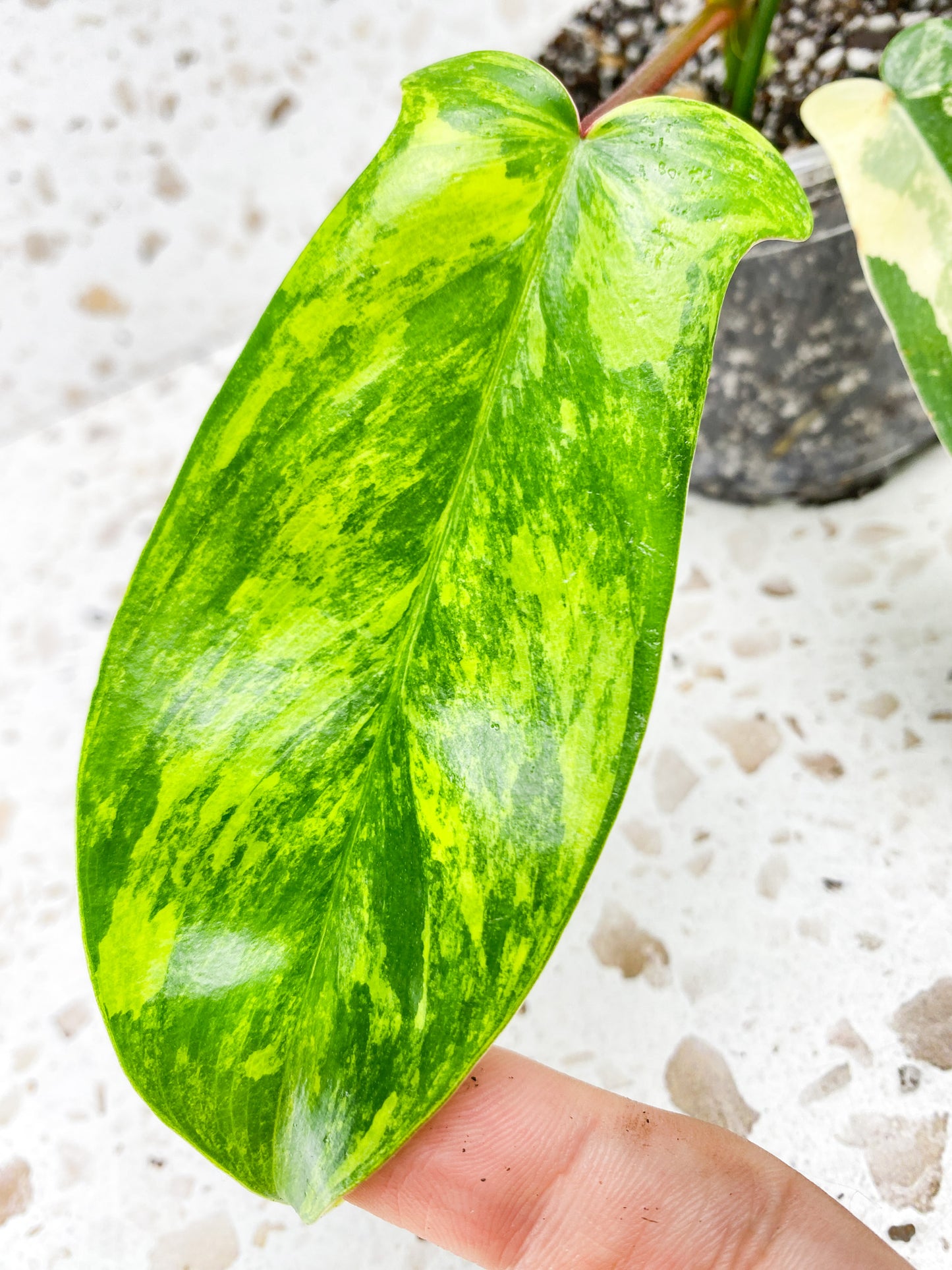 Philodendron Florida Beauty 4 leaves 1 unfurling baby plant