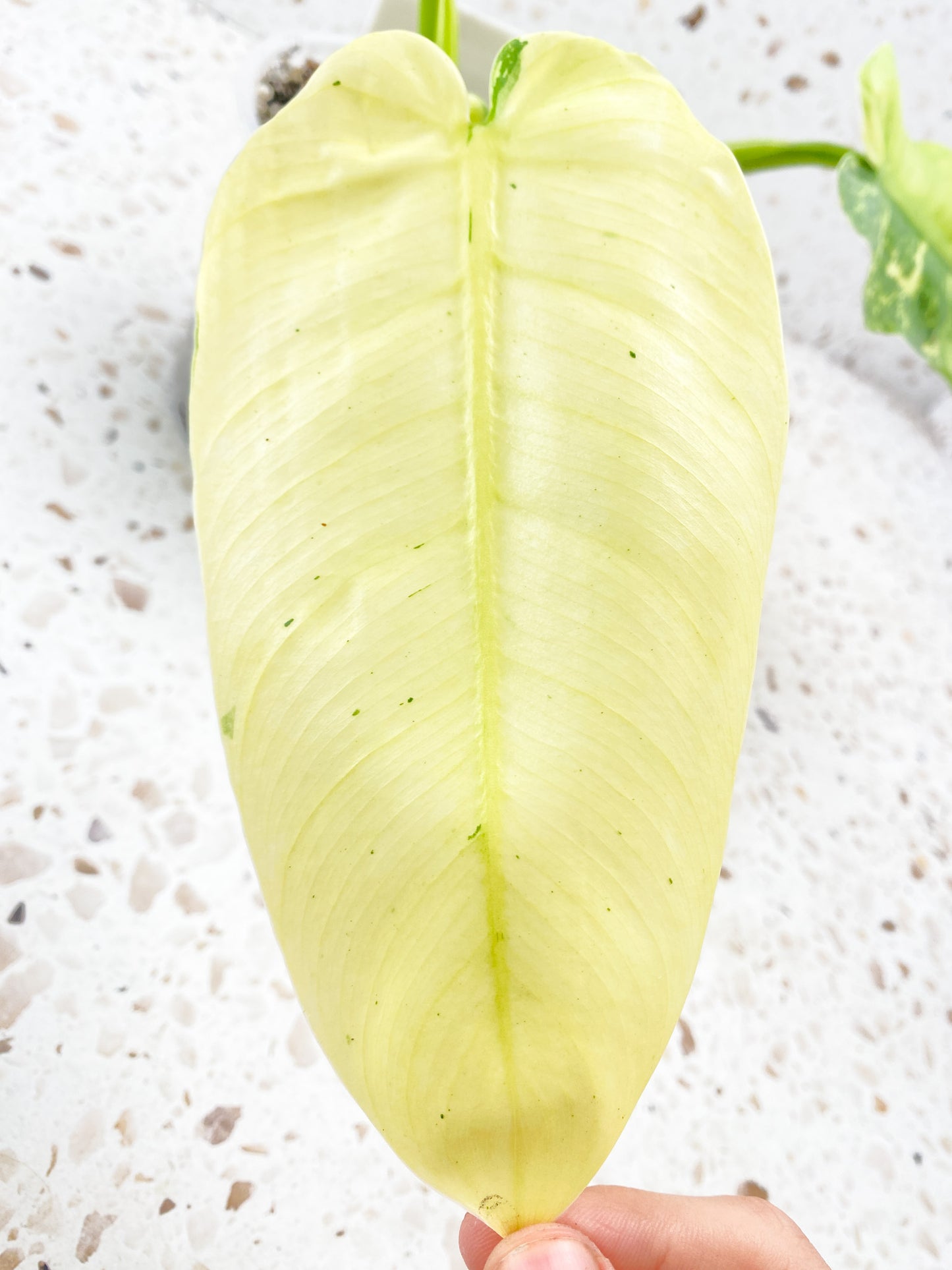 Philodendron Jose Buono 3 big leaves top cutting