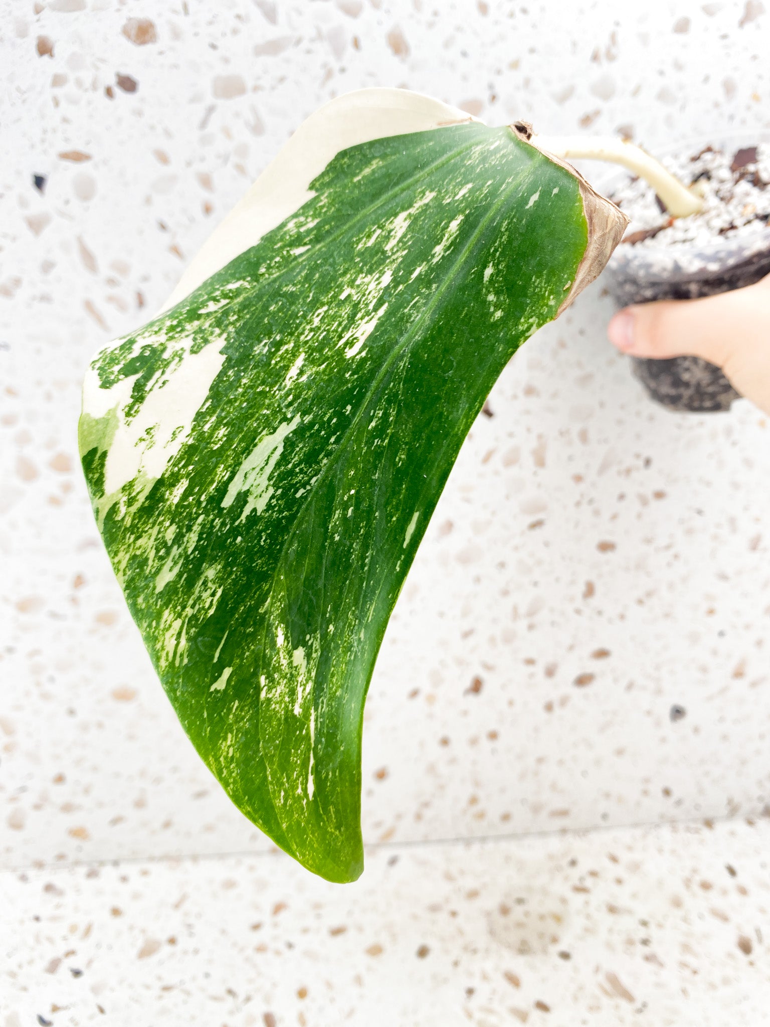 Monstera Albo White Tiger 1 leaf