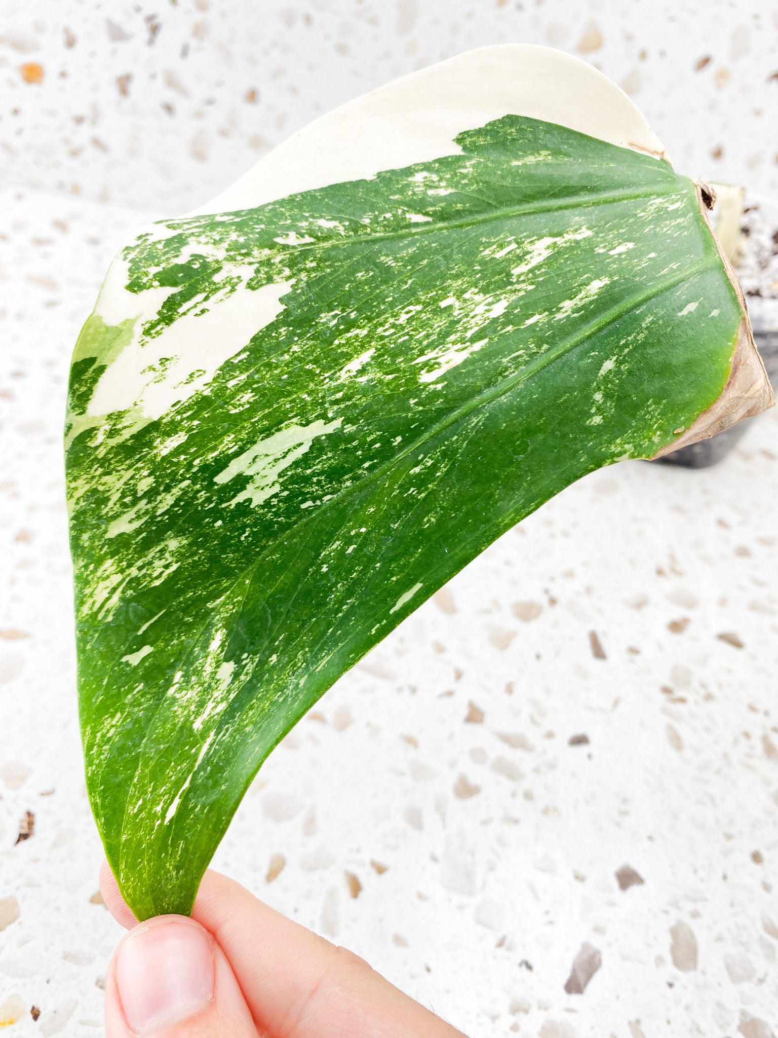 Monstera Albo White Tiger 1 leaf