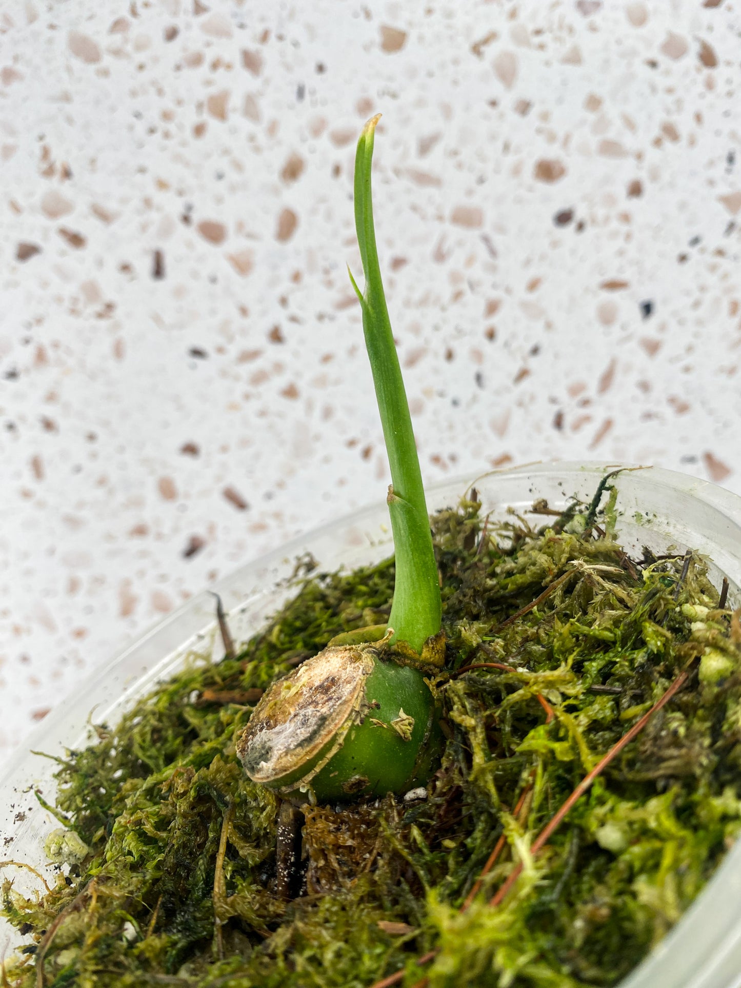 Dieffenbachia Big Ben node with sprout
