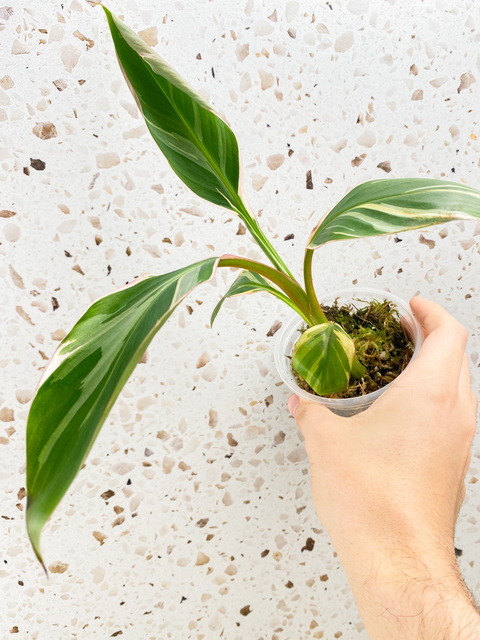 Muso Nono (pink variegated banana plant) multiple leaves baby plant