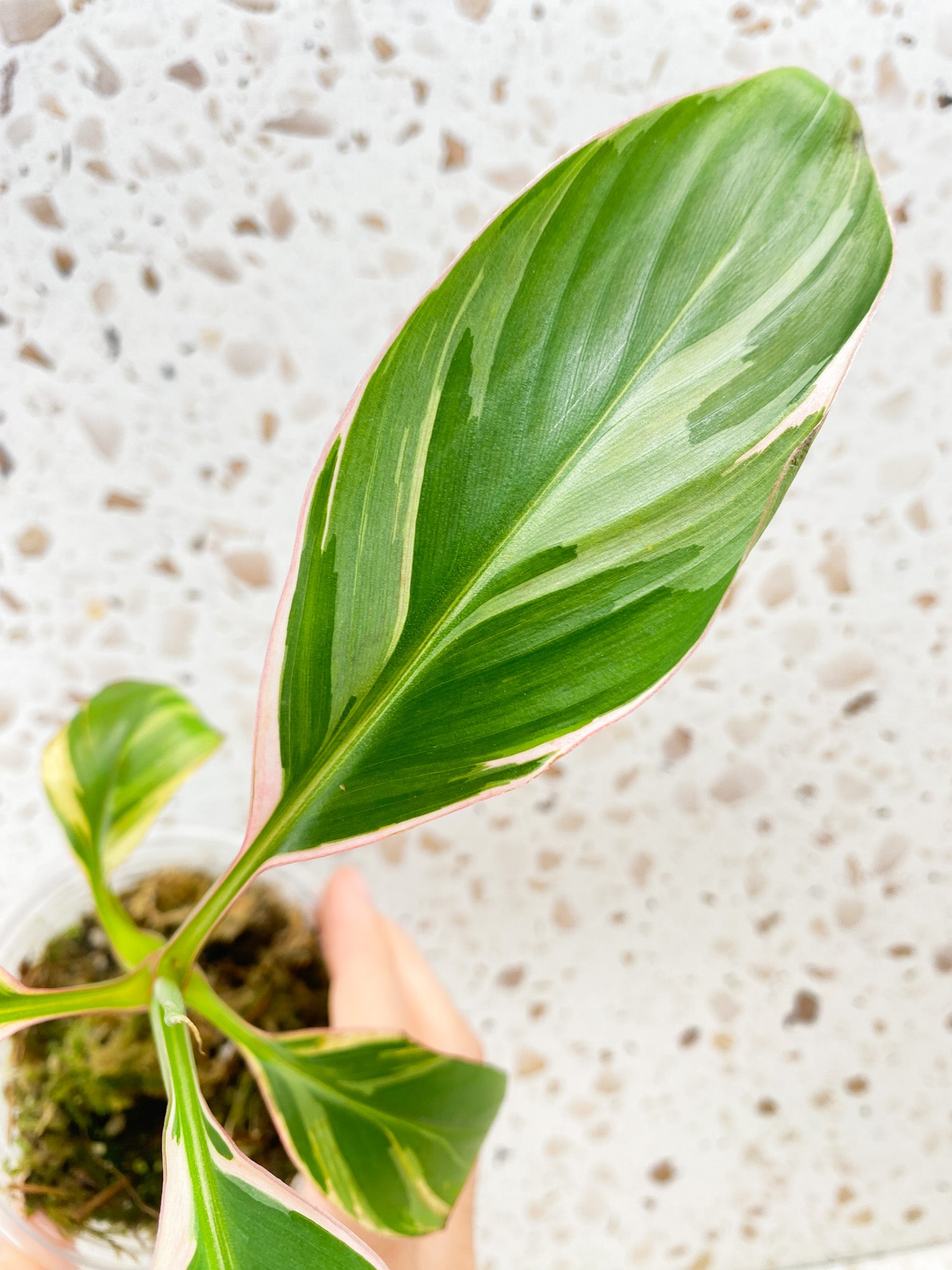 Muso Nono (pink variegated banana plant) multiple leaves baby plant