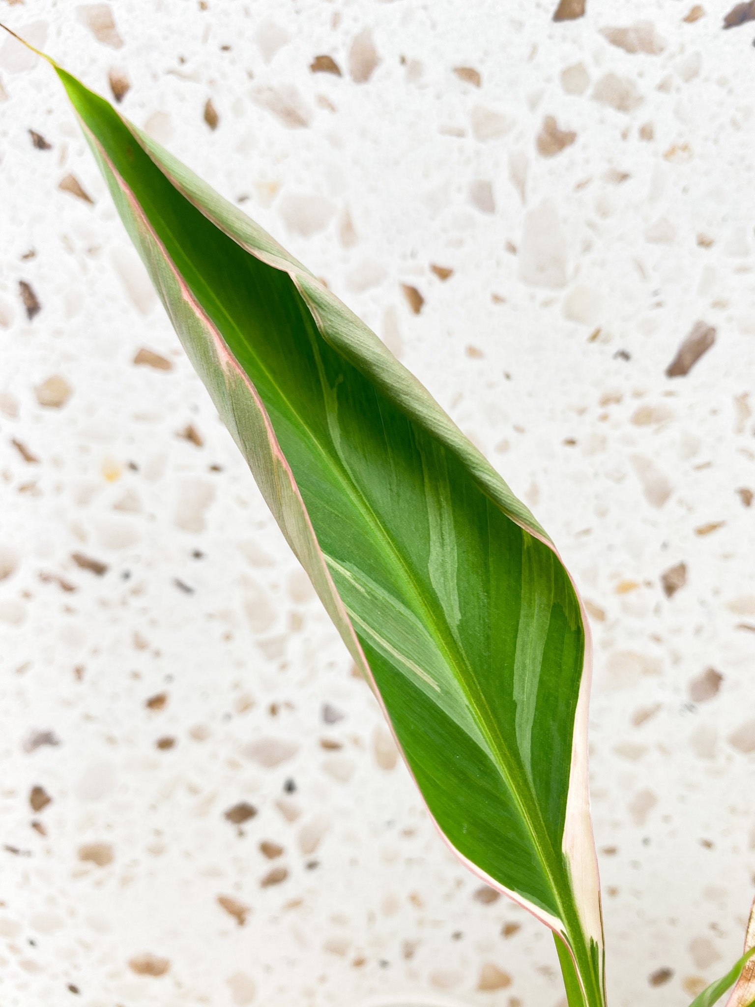 Muso Nono (pink variegated banana plant) multiple leaves baby plant