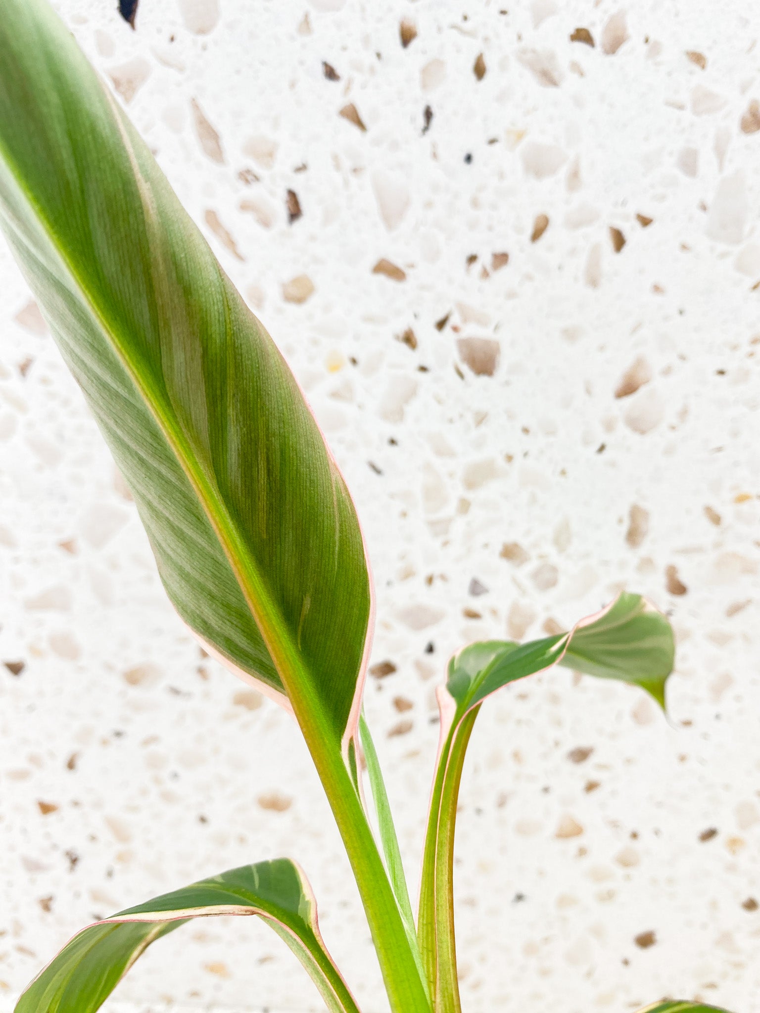 Muso Nono (pink variegated banana plant) multiple leaves baby plant