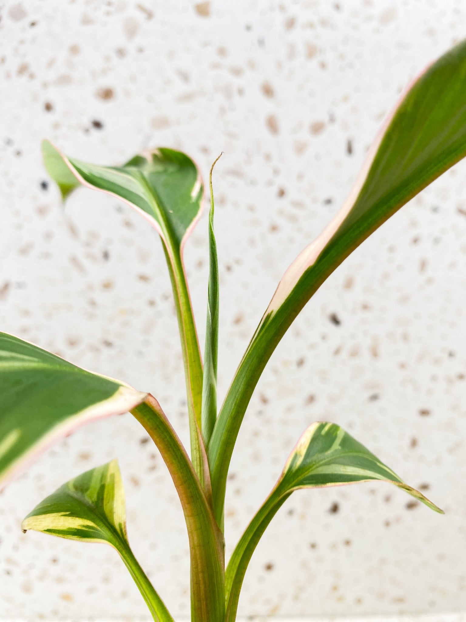 Muso Nono (pink variegated banana plant) multiple leaves baby plant