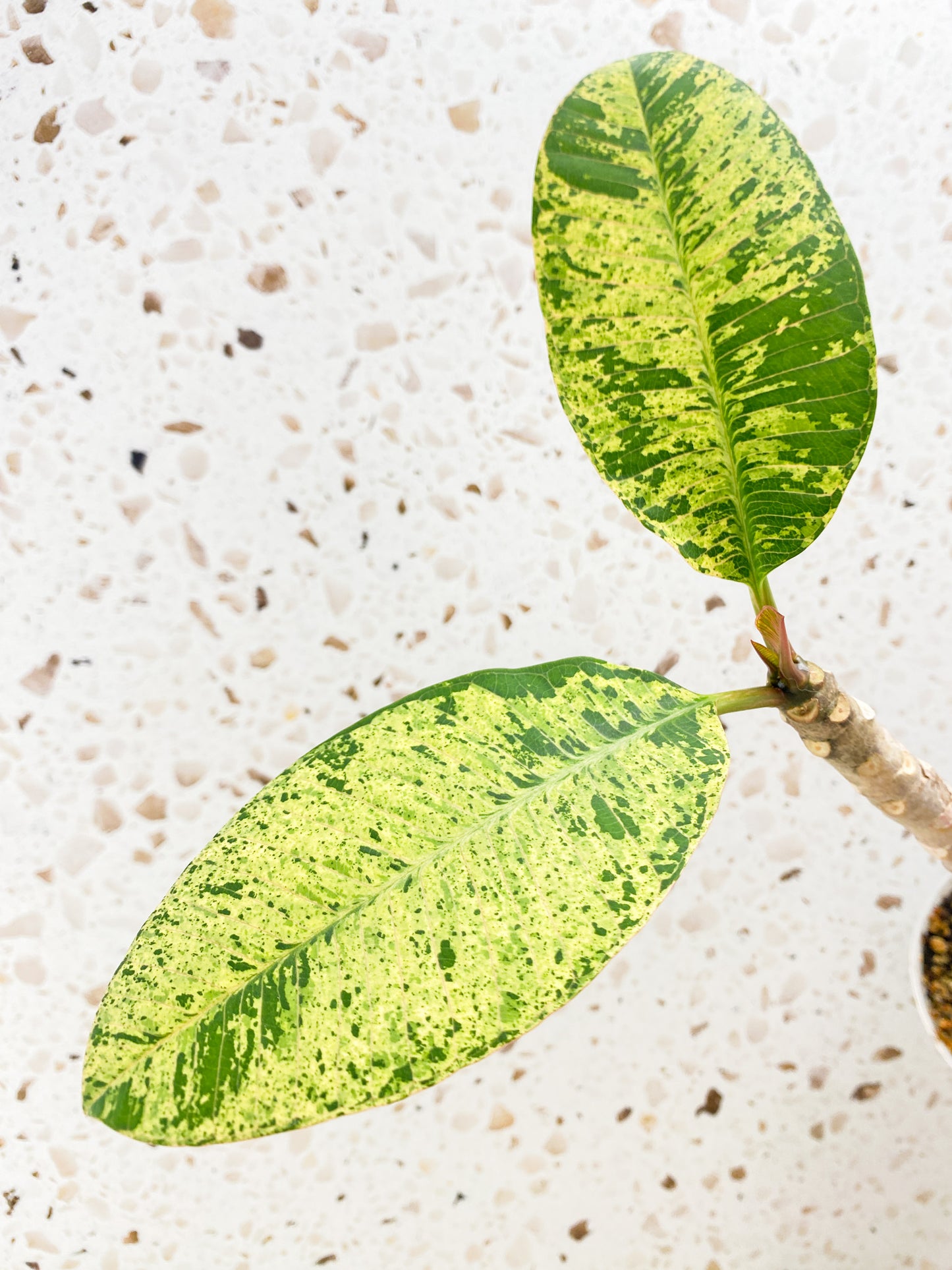 Plumeria Maya Variegated 2 leaves with new growth