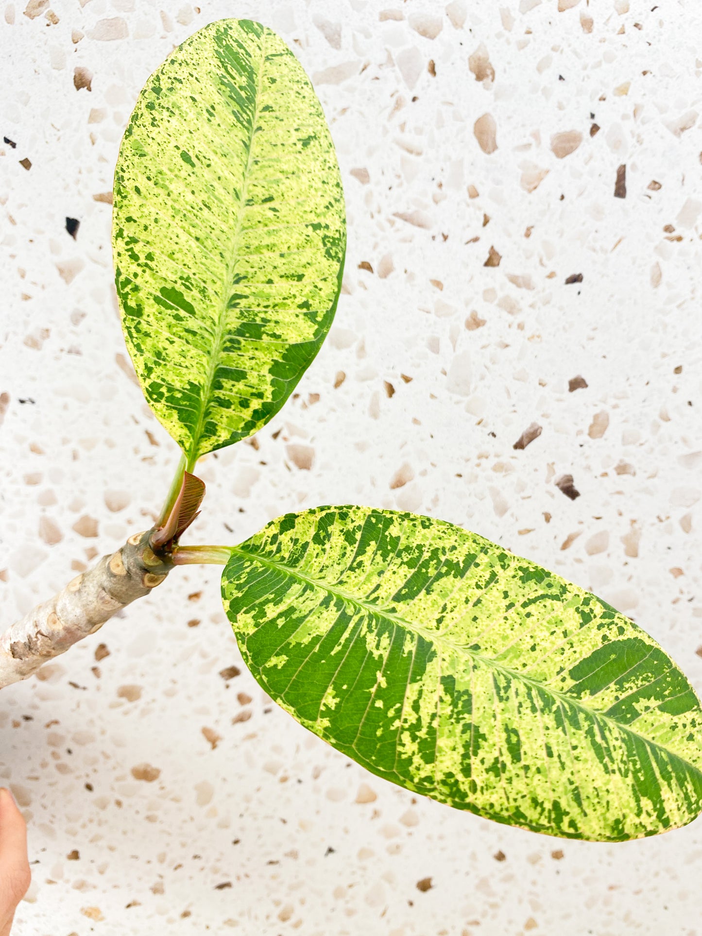 Plumeria Maya Variegated 2 leaves with new growth