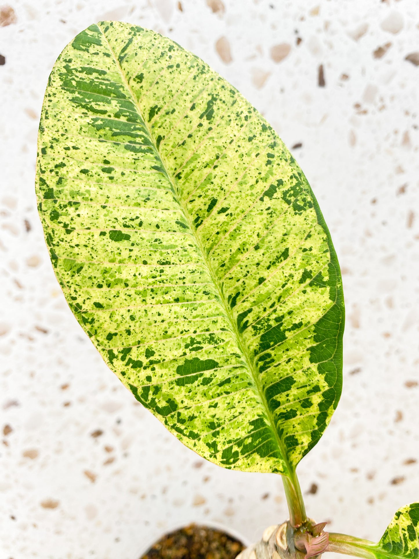 Plumeria Maya Variegated 2 leaves with new growth