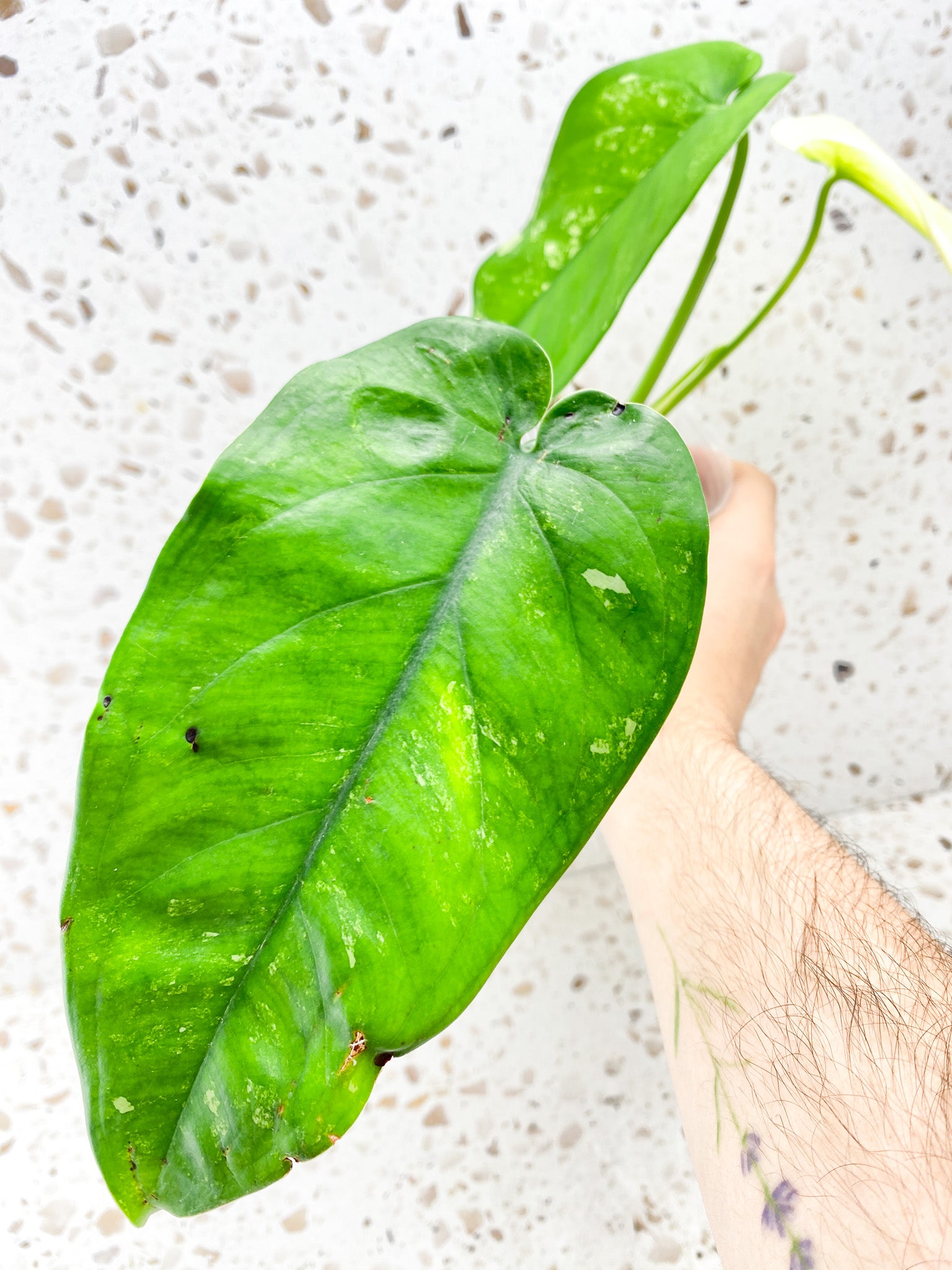 Syngonium Chiapense Variegated 3 Leaf Top Cutting