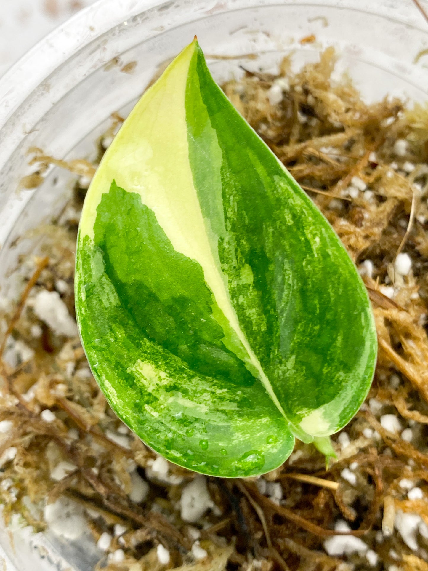 Scindapsus Jade Satin Variegated 1 leaf