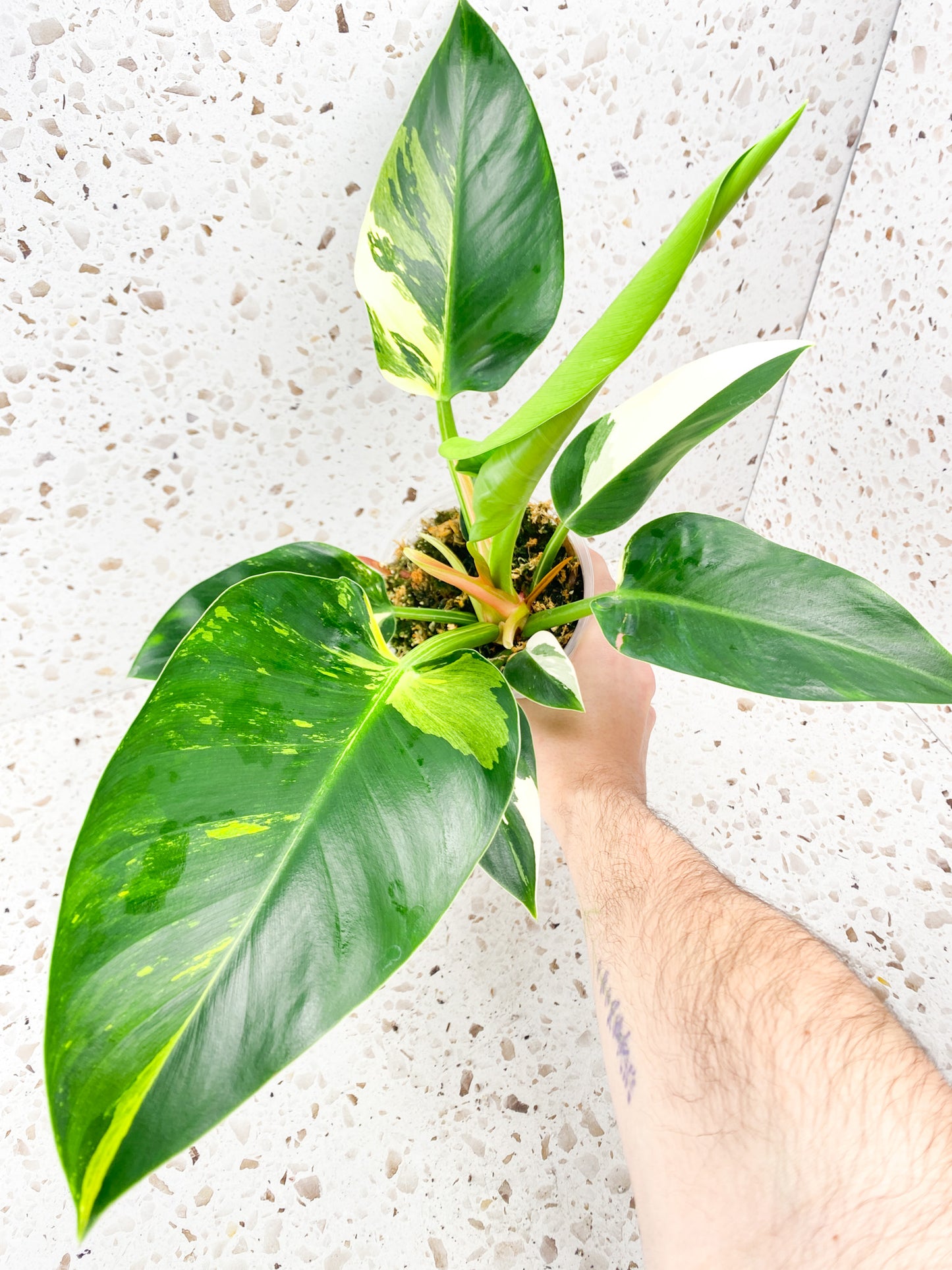 Philodendron Green Congo Variegated Rooted