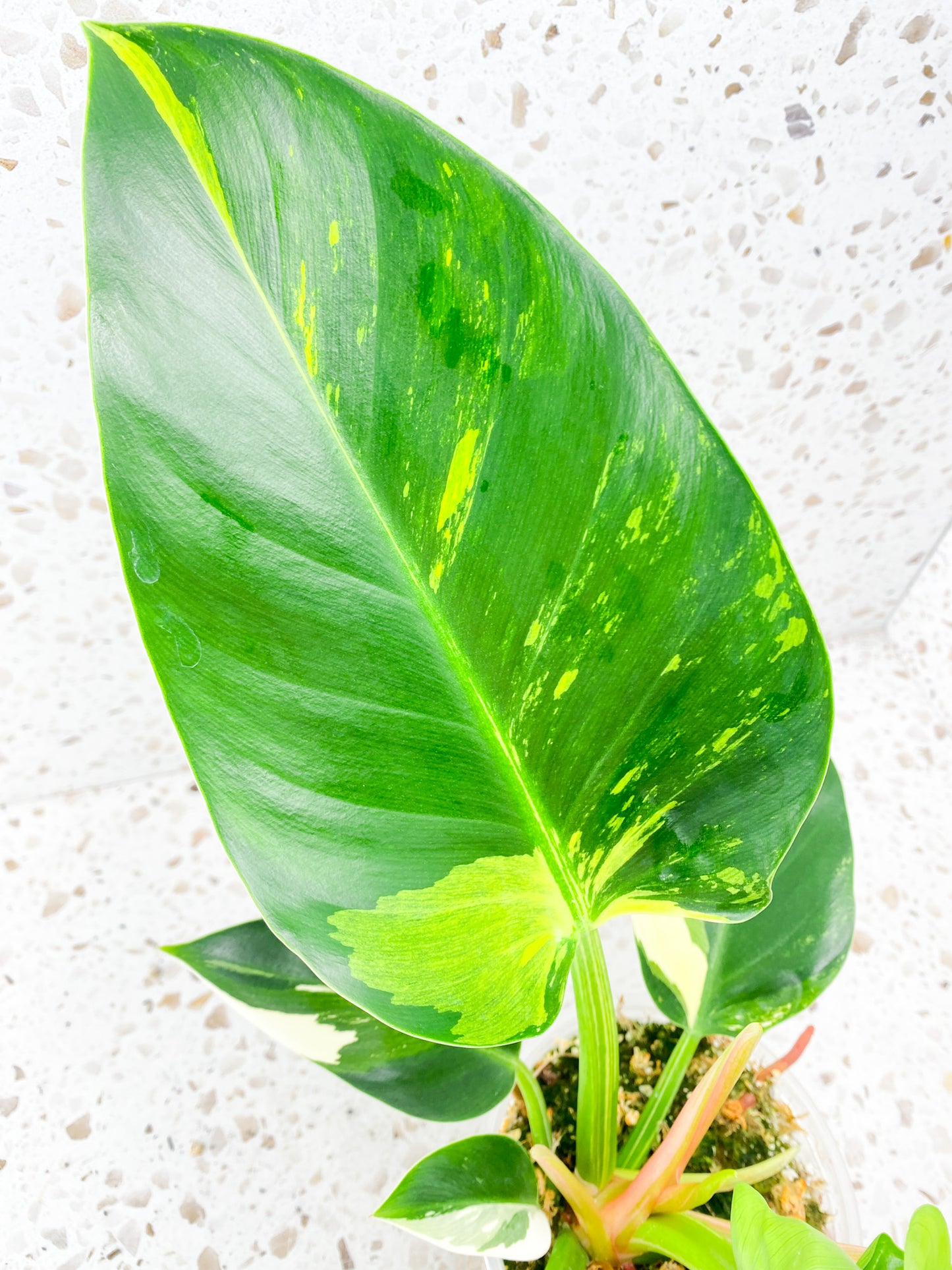 Philodendron Green Congo Variegated Rooted