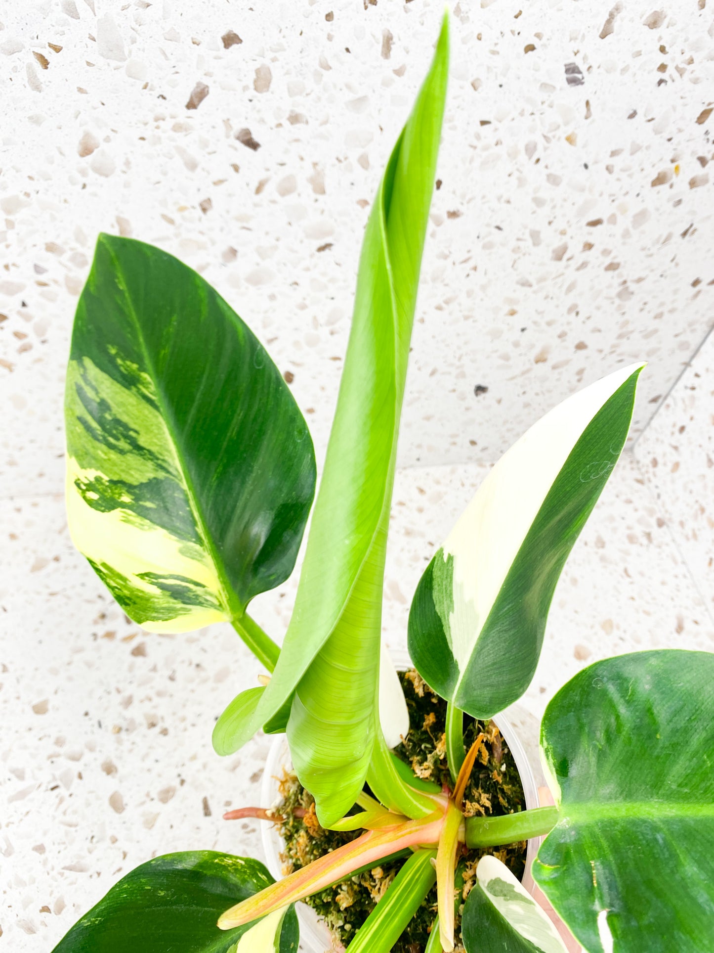 Philodendron Green Congo Variegated Rooted
