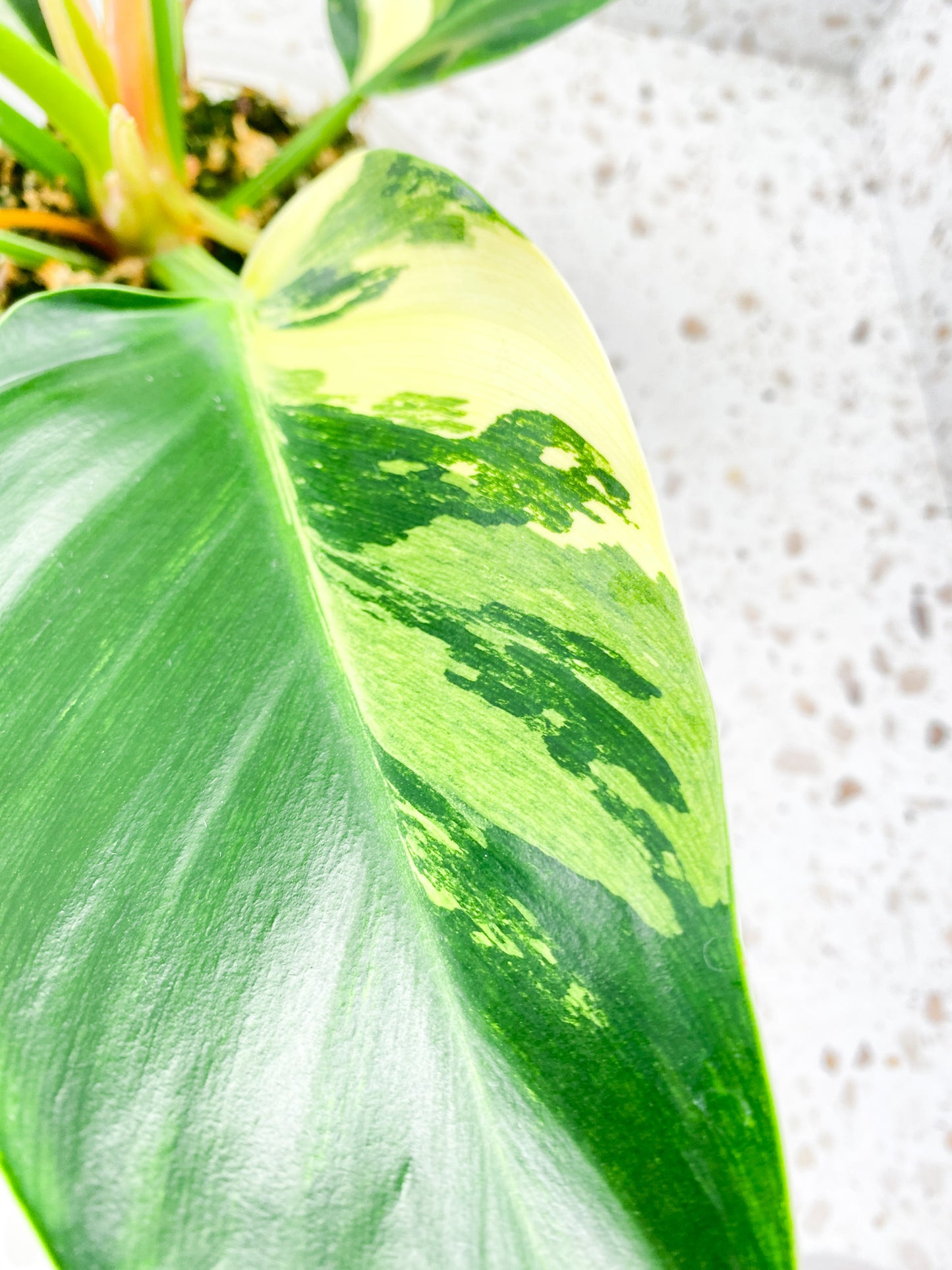 Philodendron Green Congo Variegated Rooted