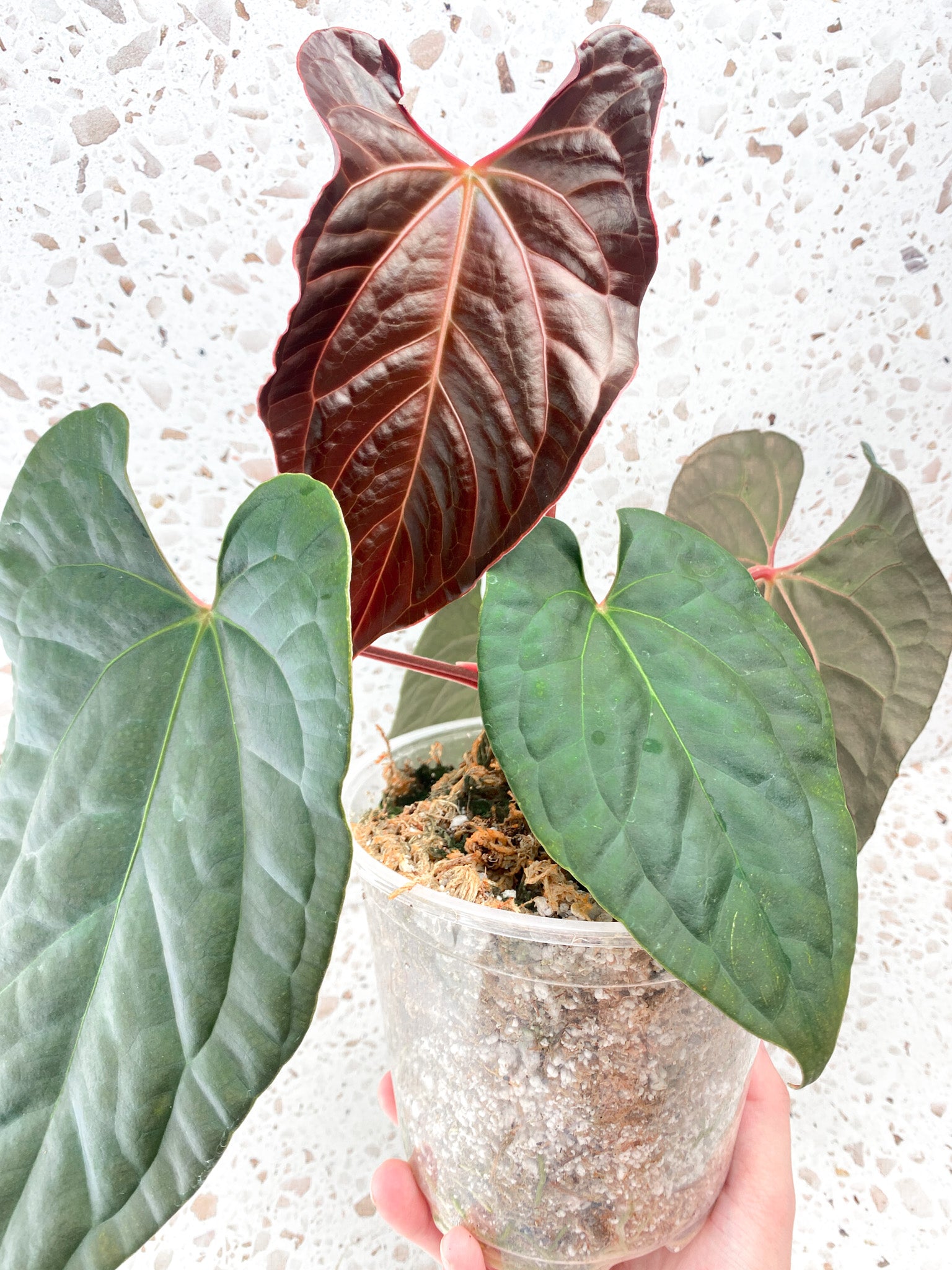 Anthurium Papillilaminum x Luxurians rooted