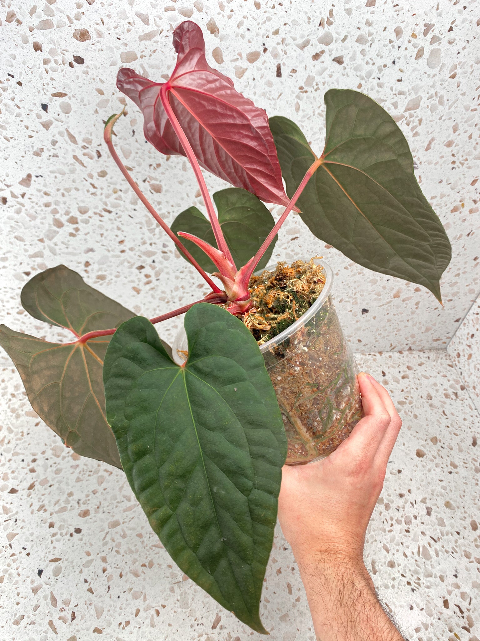 Anthurium Papillilaminum x Luxurians rooted