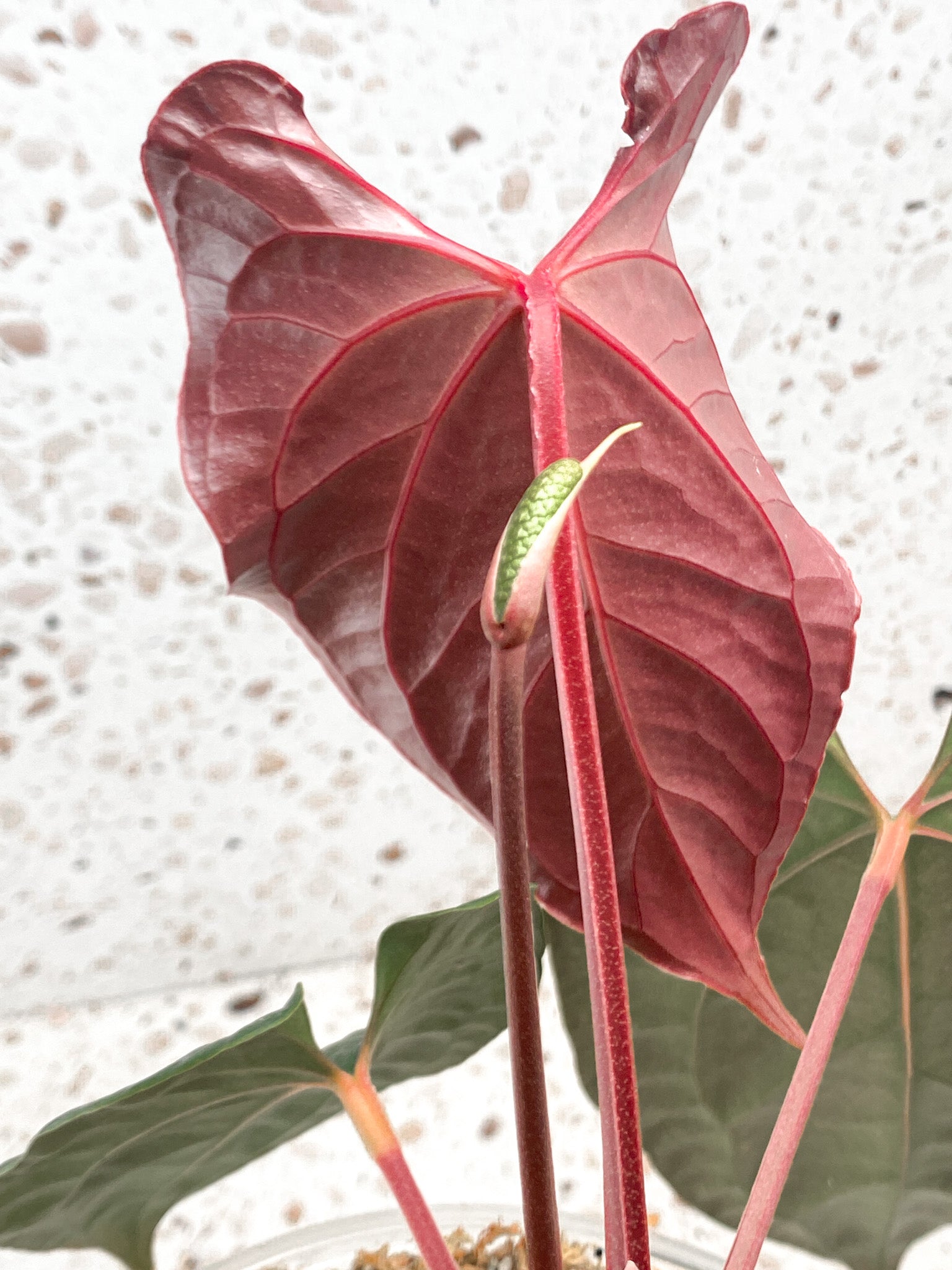 Anthurium Papillilaminum x Luxurians rooted