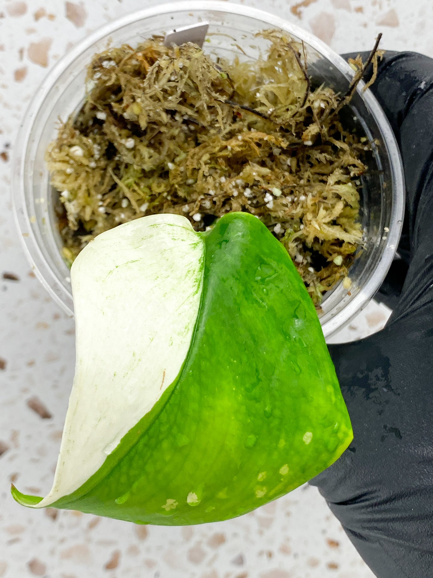 Scindapsus Treubii Moonlight Variegated 1 leaf