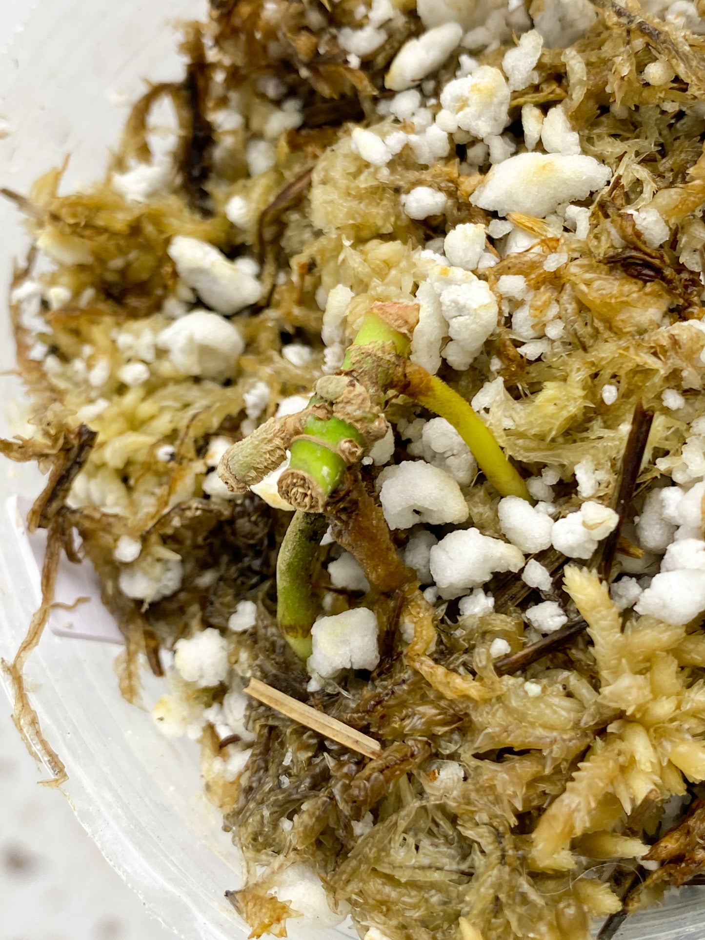 Scindapsus Treubii Moonlight Variegated node