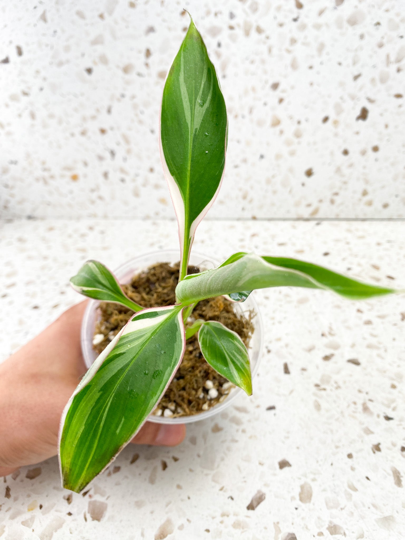 MUSA Nono (Pink Variegated Banana) 5 leaves baby plant