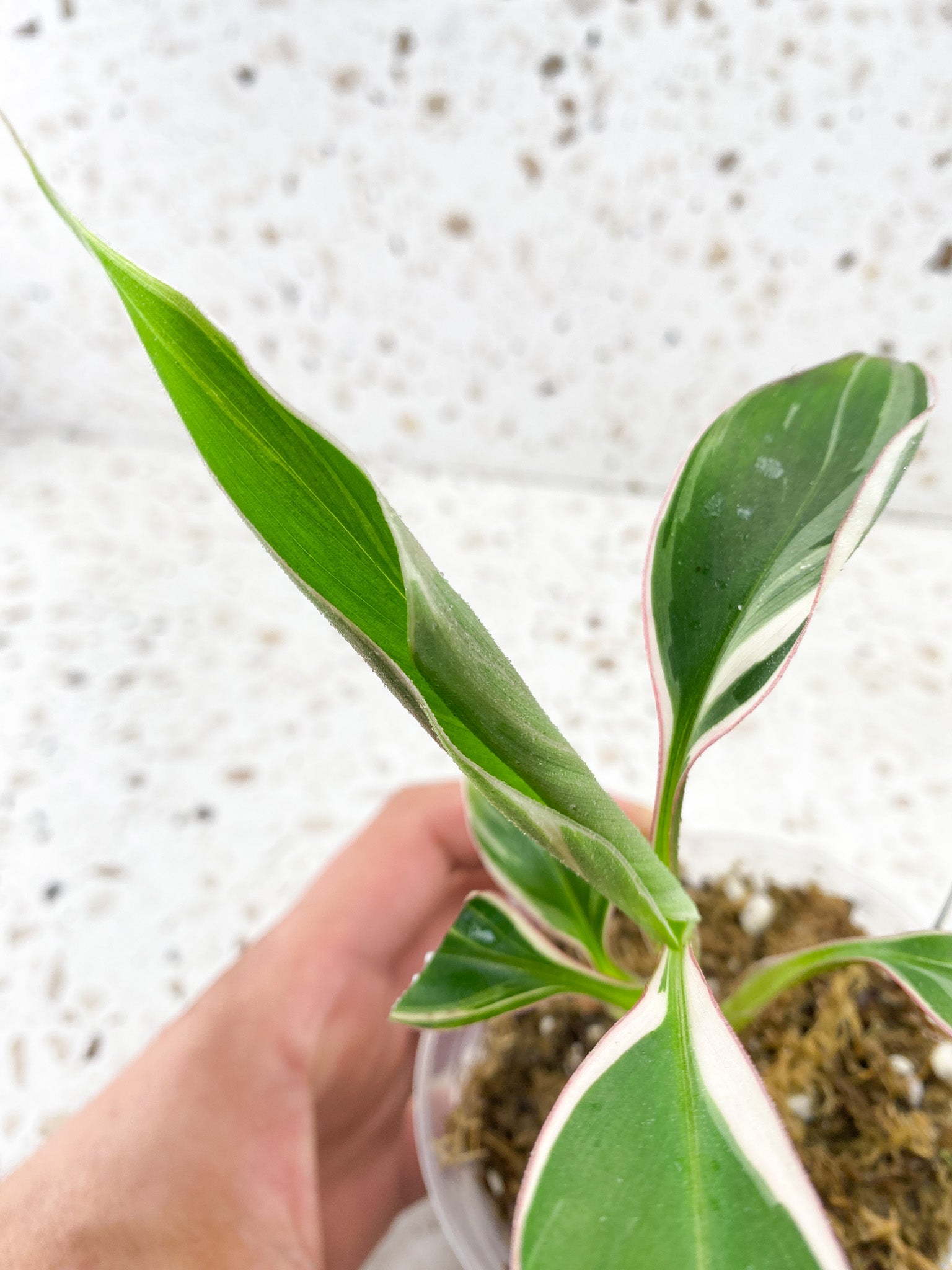 MUSA Nono (Pink Variegated Banana) 5 leaves baby plant