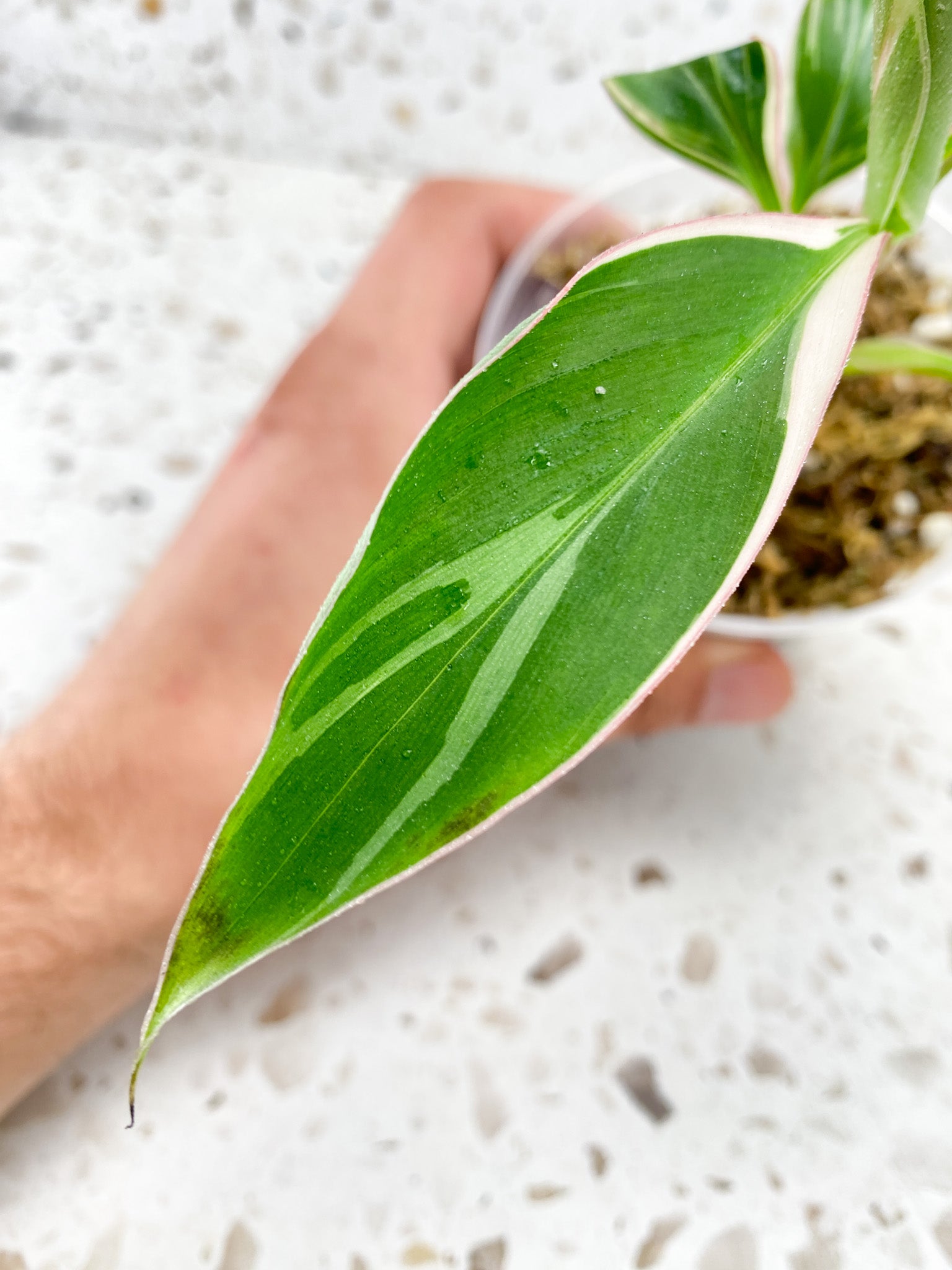 MUSA Nono (Pink Variegated Banana) 5 leaves baby plant