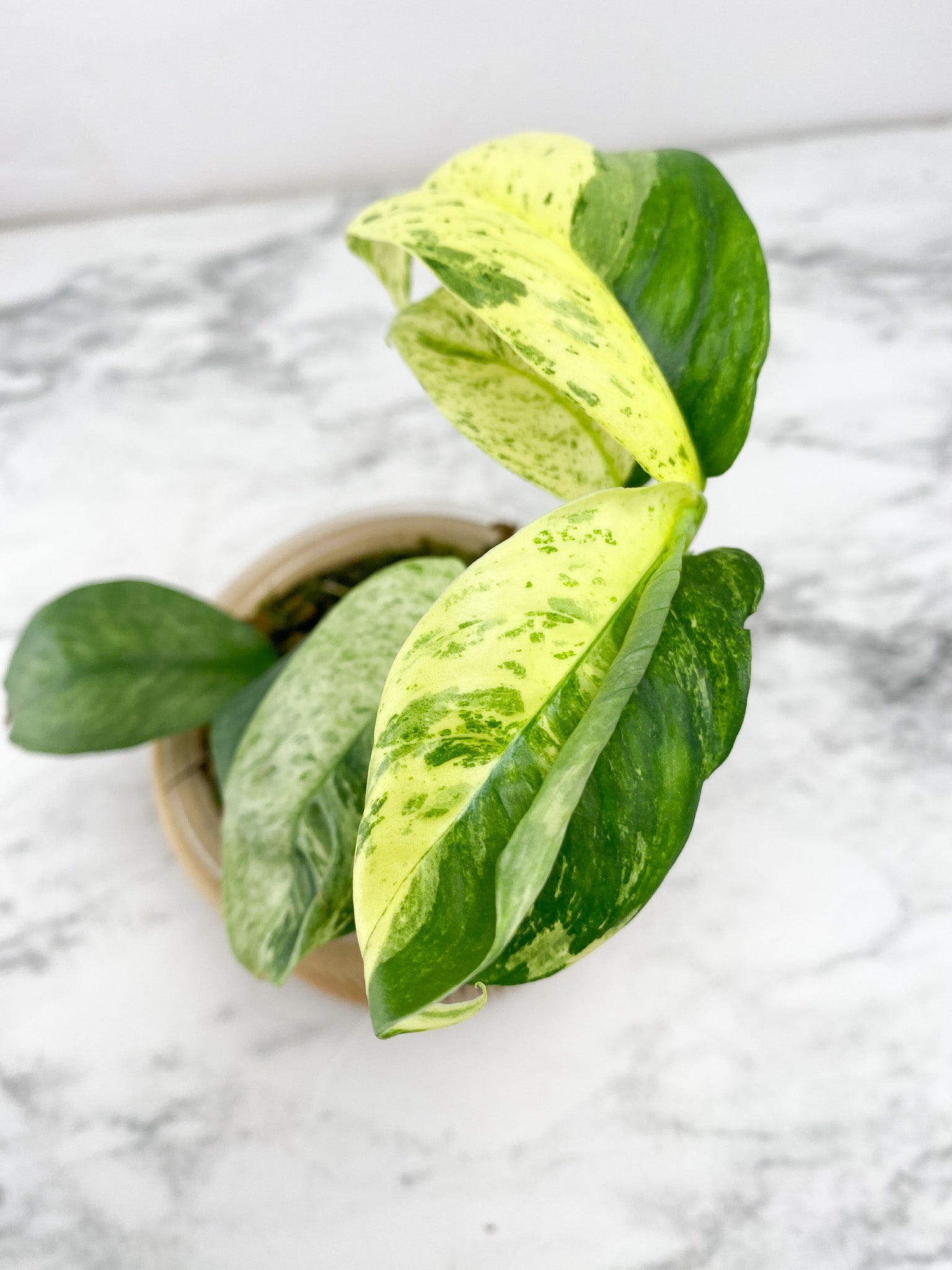 Rhaphidophora Puberula Variegated