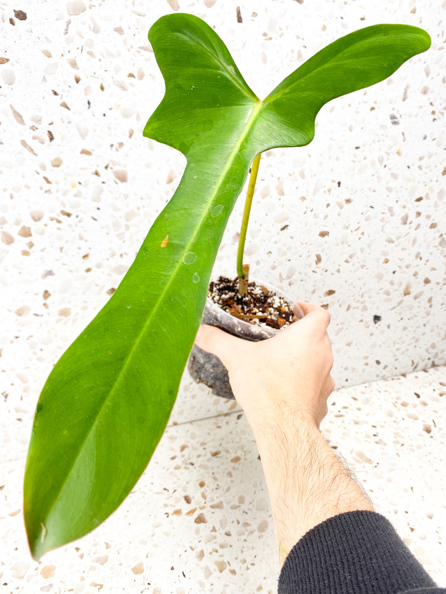 Philodendron Longilobatum Lelano Miyano 1 leaf