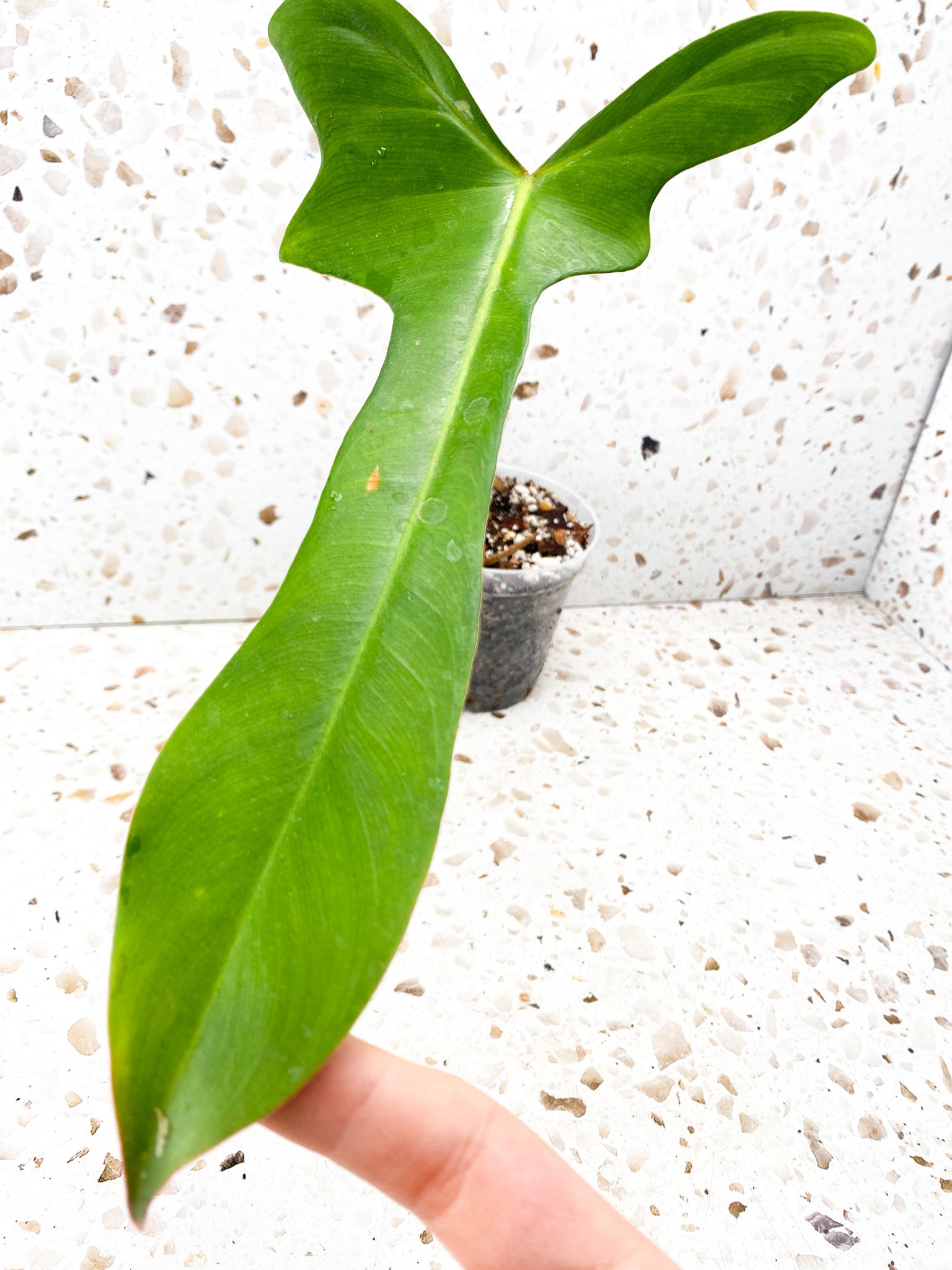 Philodendron Longilobatum Lelano Miyano 1 leaf