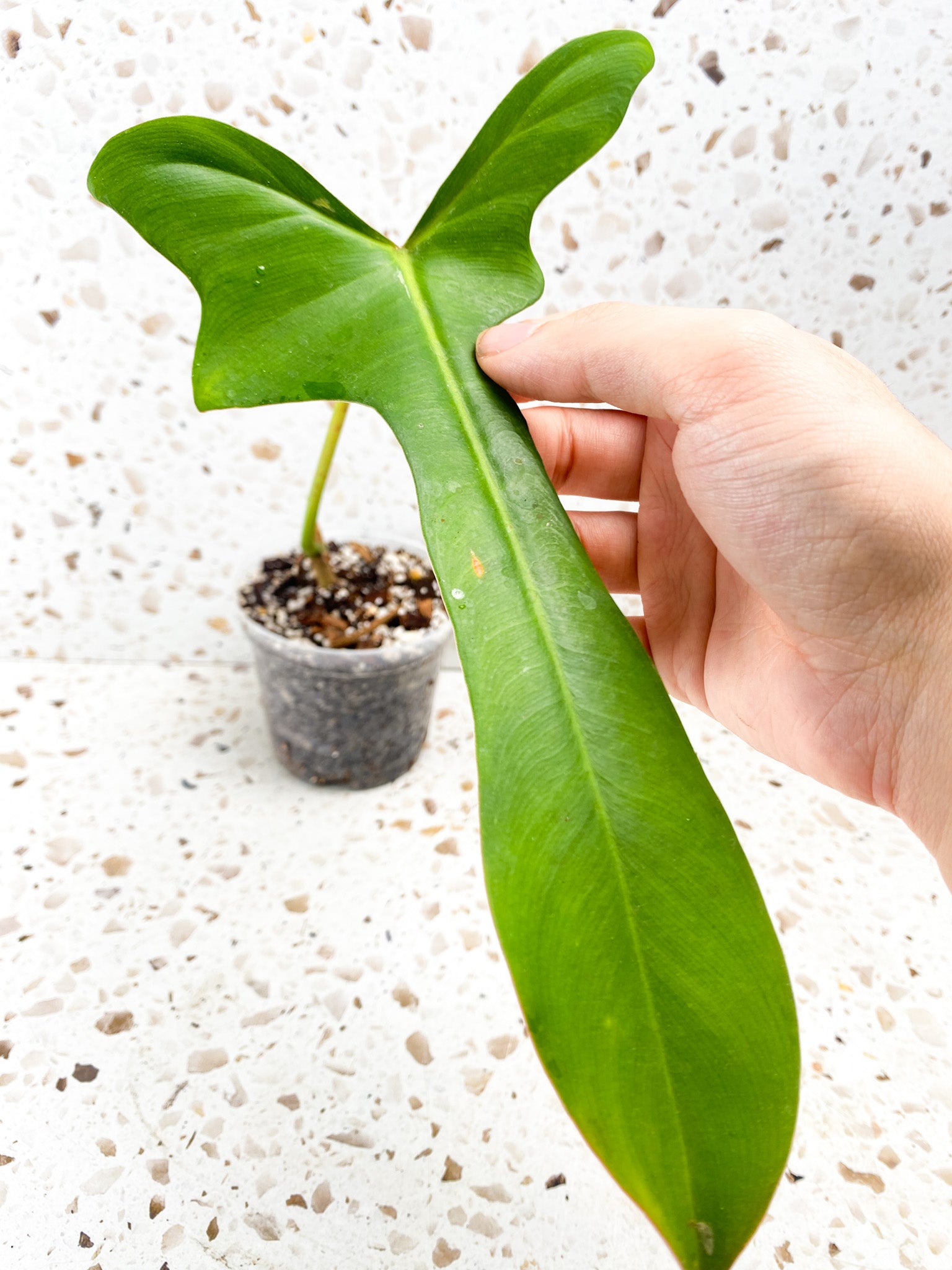 Philodendron Longilobatum Lelano Miyano 1 leaf