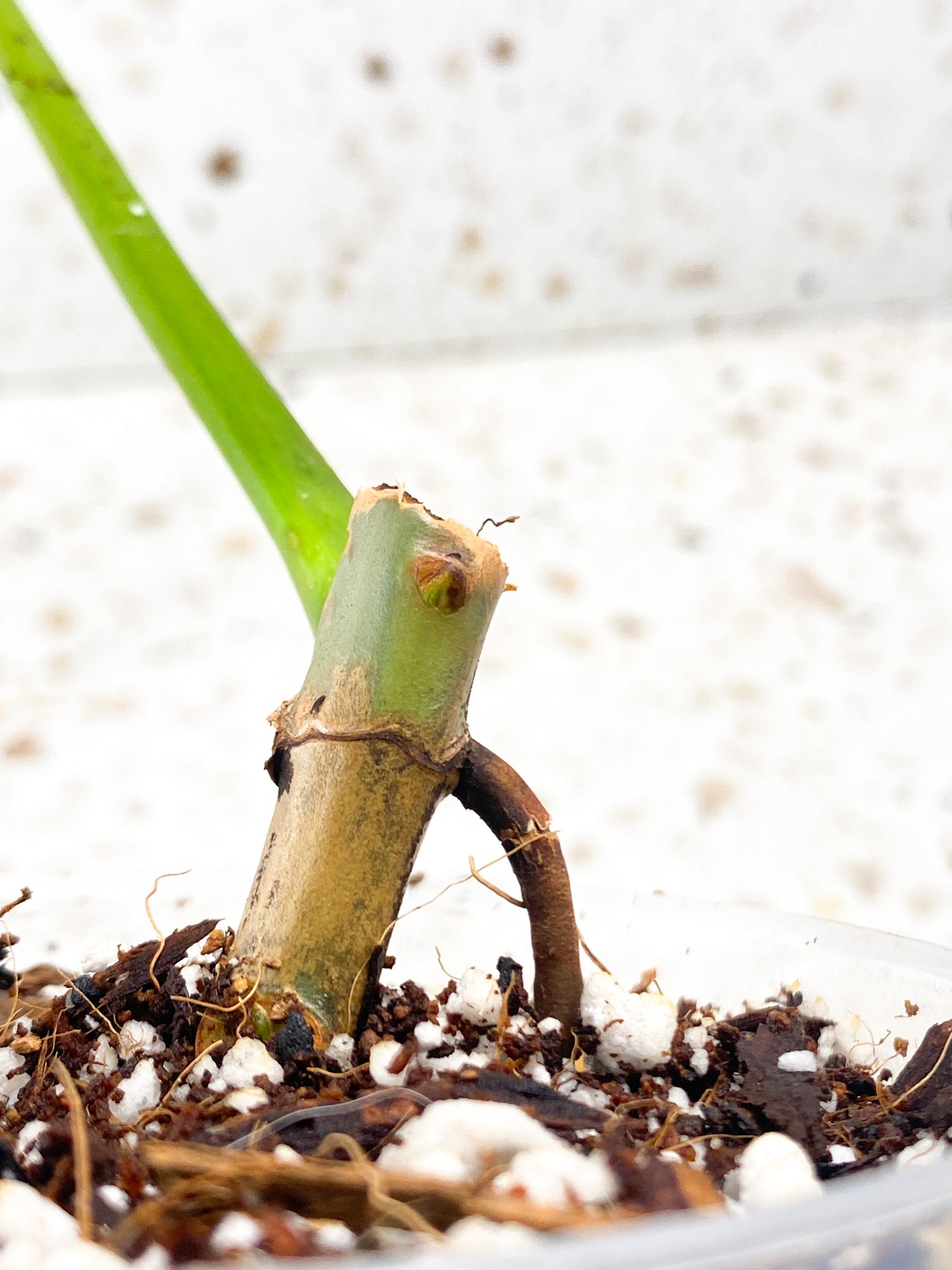 Philodendron Longilobatum Lelano Miyano 1 leaf