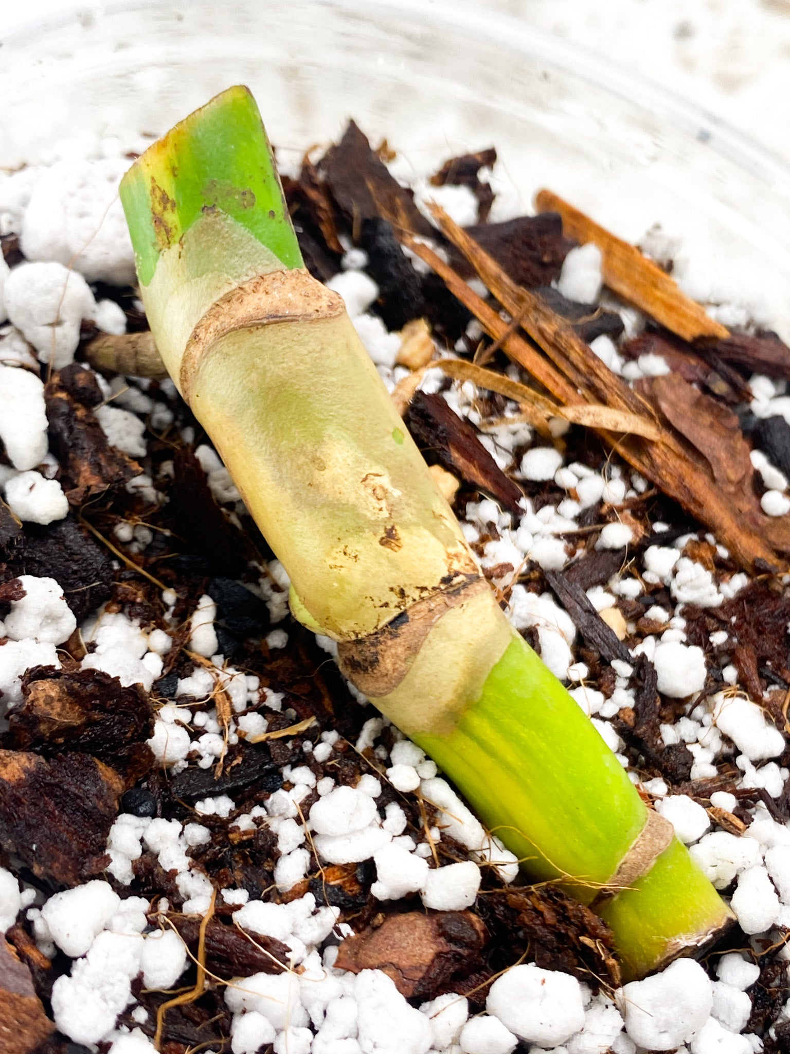 Monstera Aurea Tricolor node