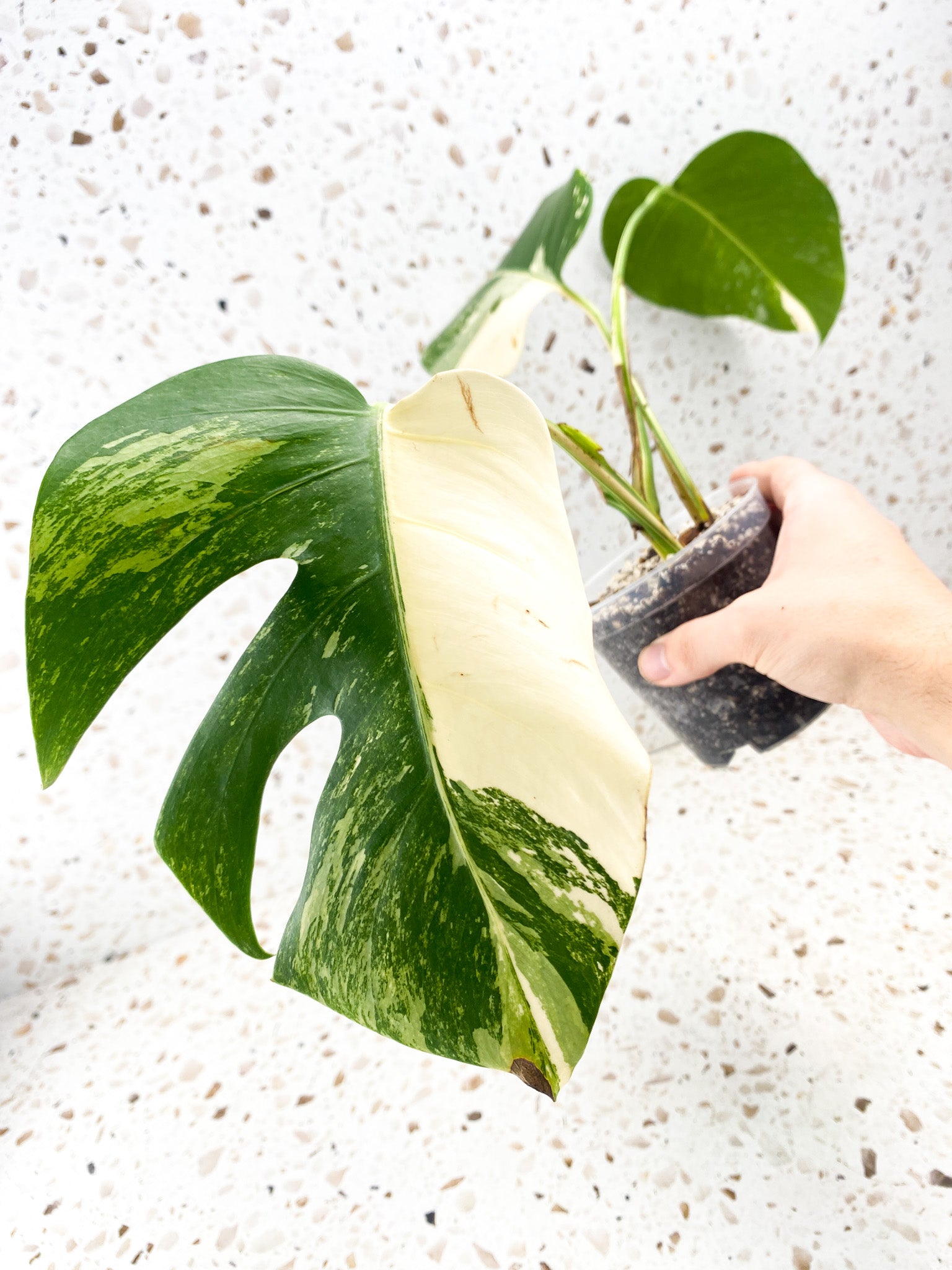 Monstera Albo White Tiger 3 leaves