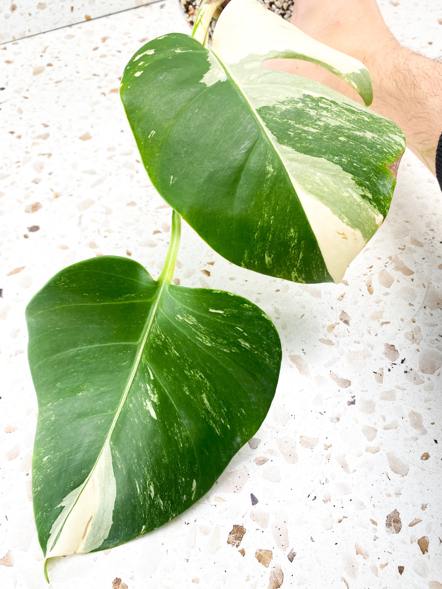 Monstera Albo White Tiger 3 leaves