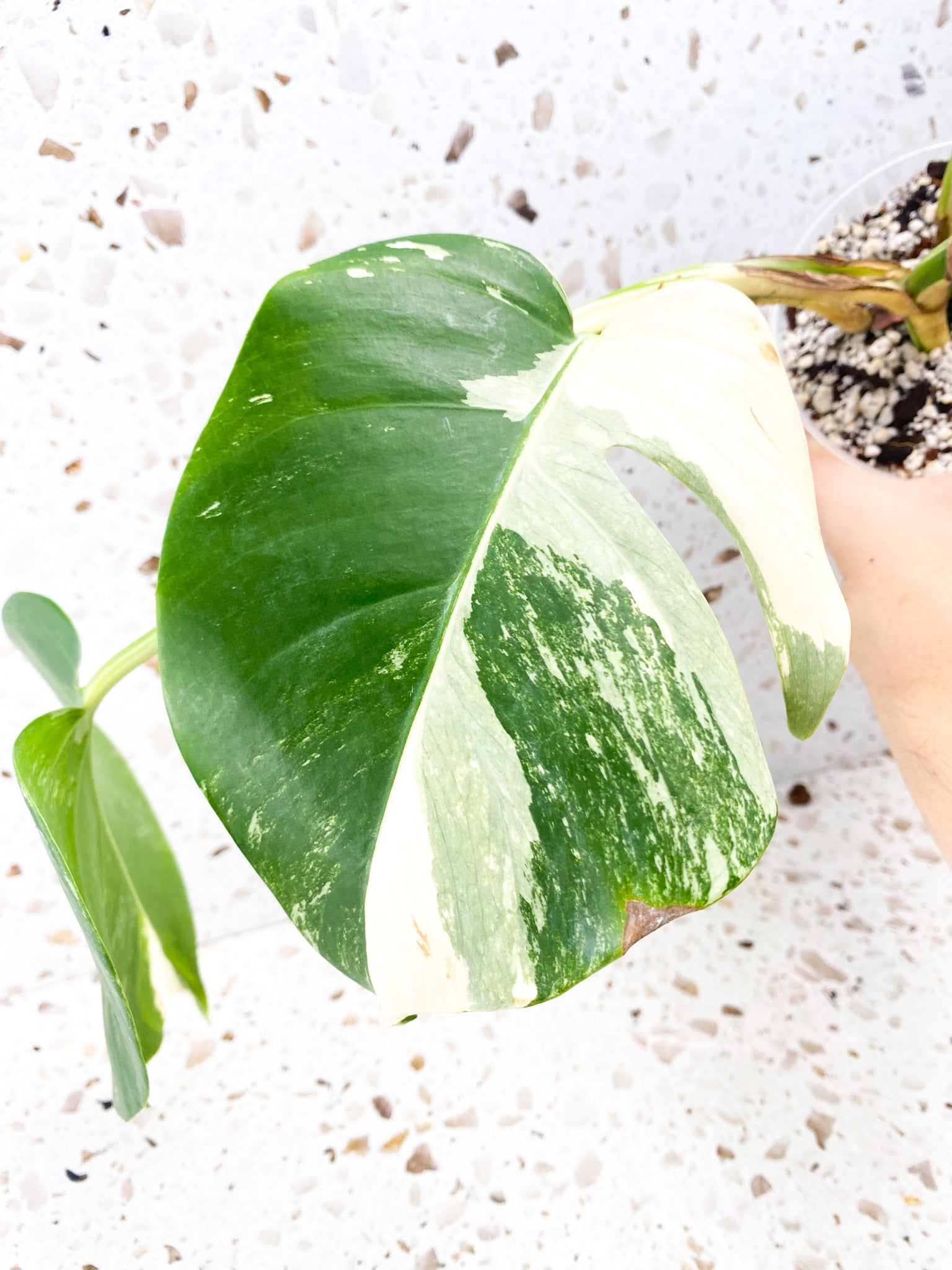 Monstera Albo White Tiger 3 leaves