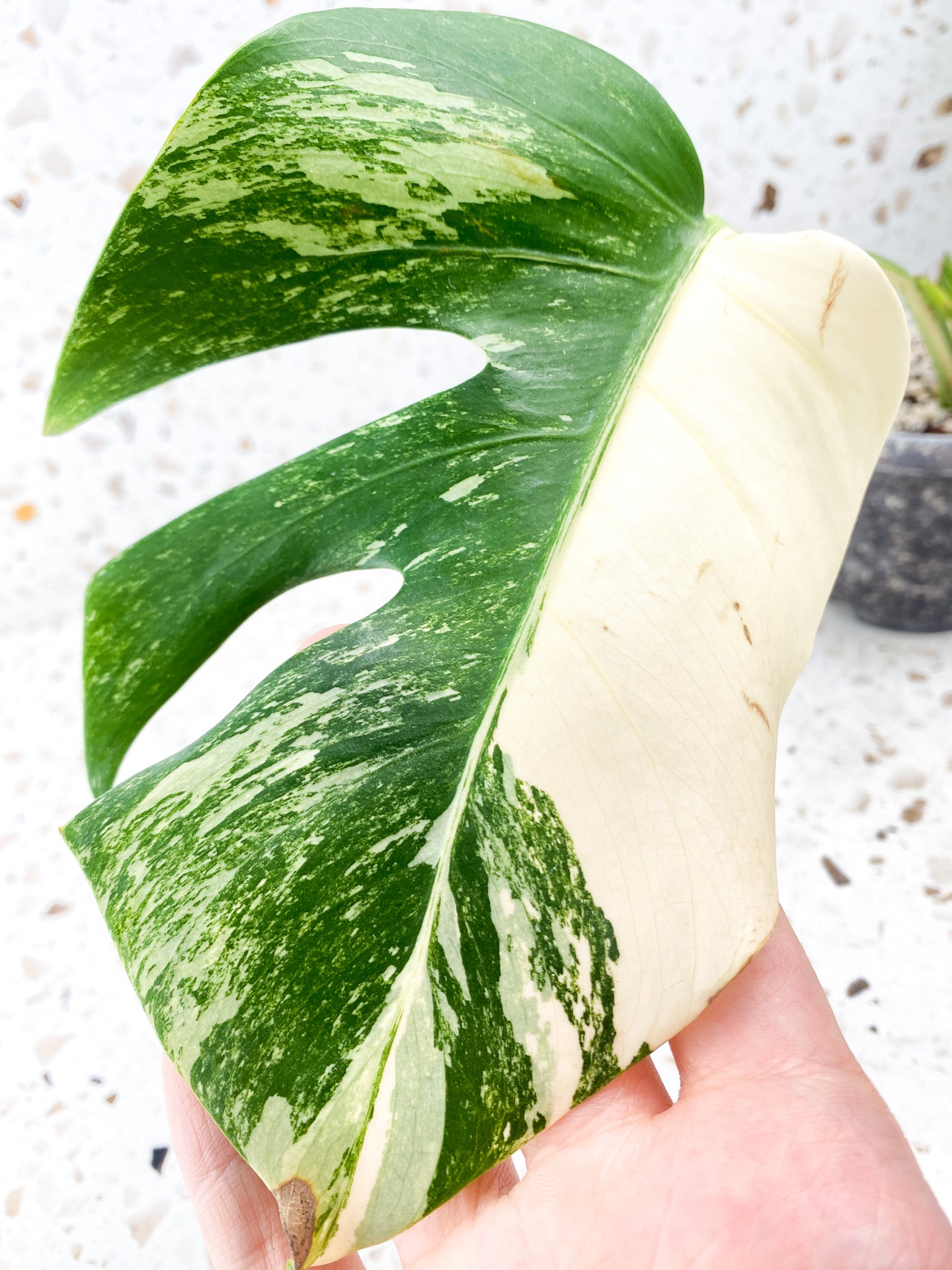 Monstera Albo White Tiger 3 leaves